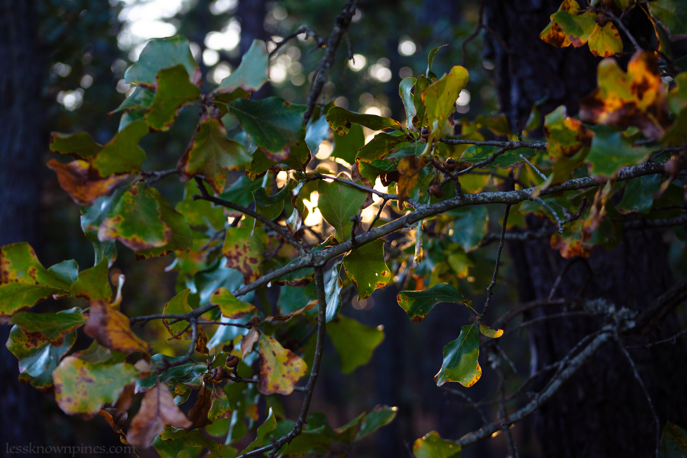 Fall oak leaves during evening