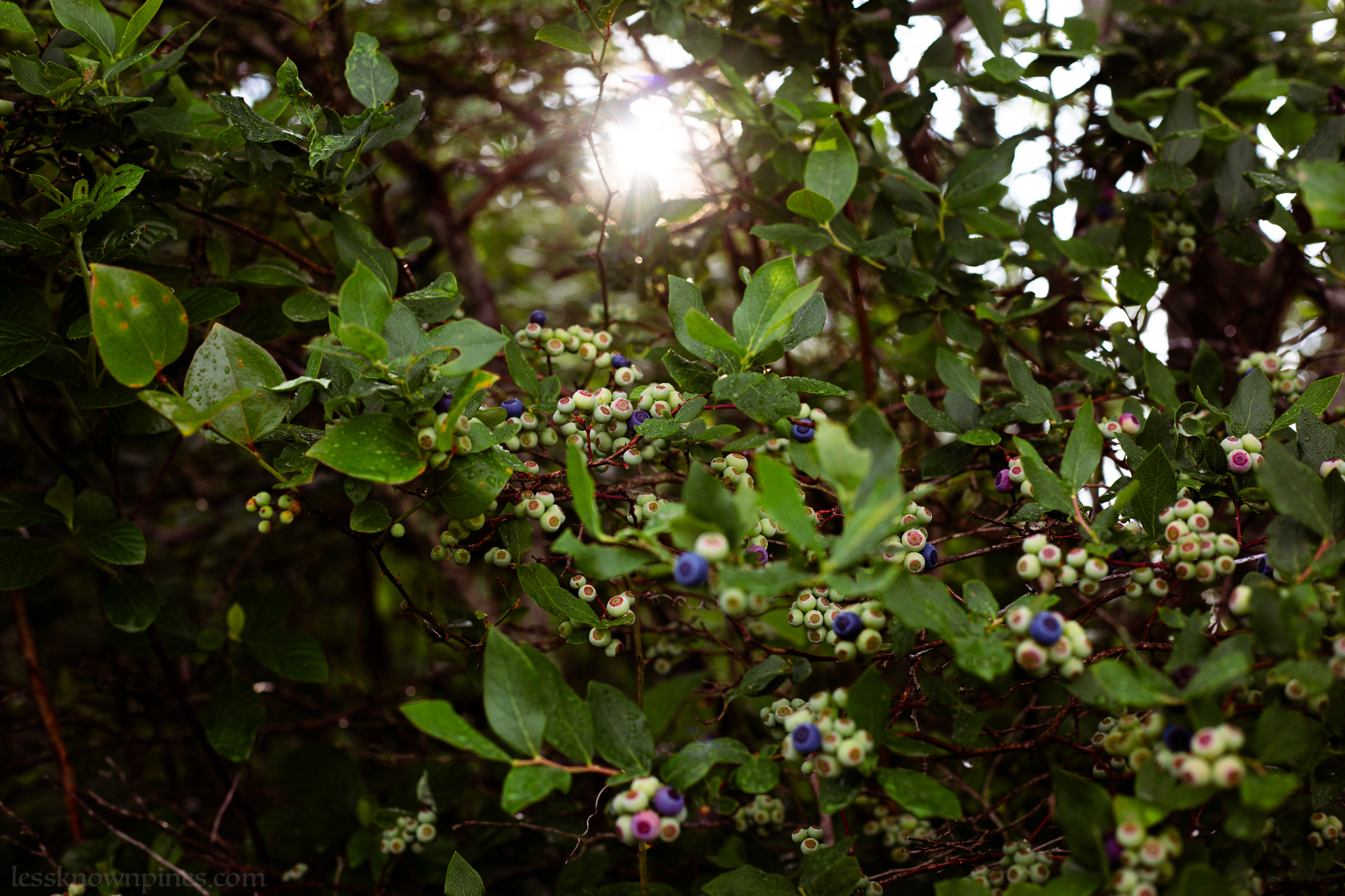 Fully bloomed highbush blueberry