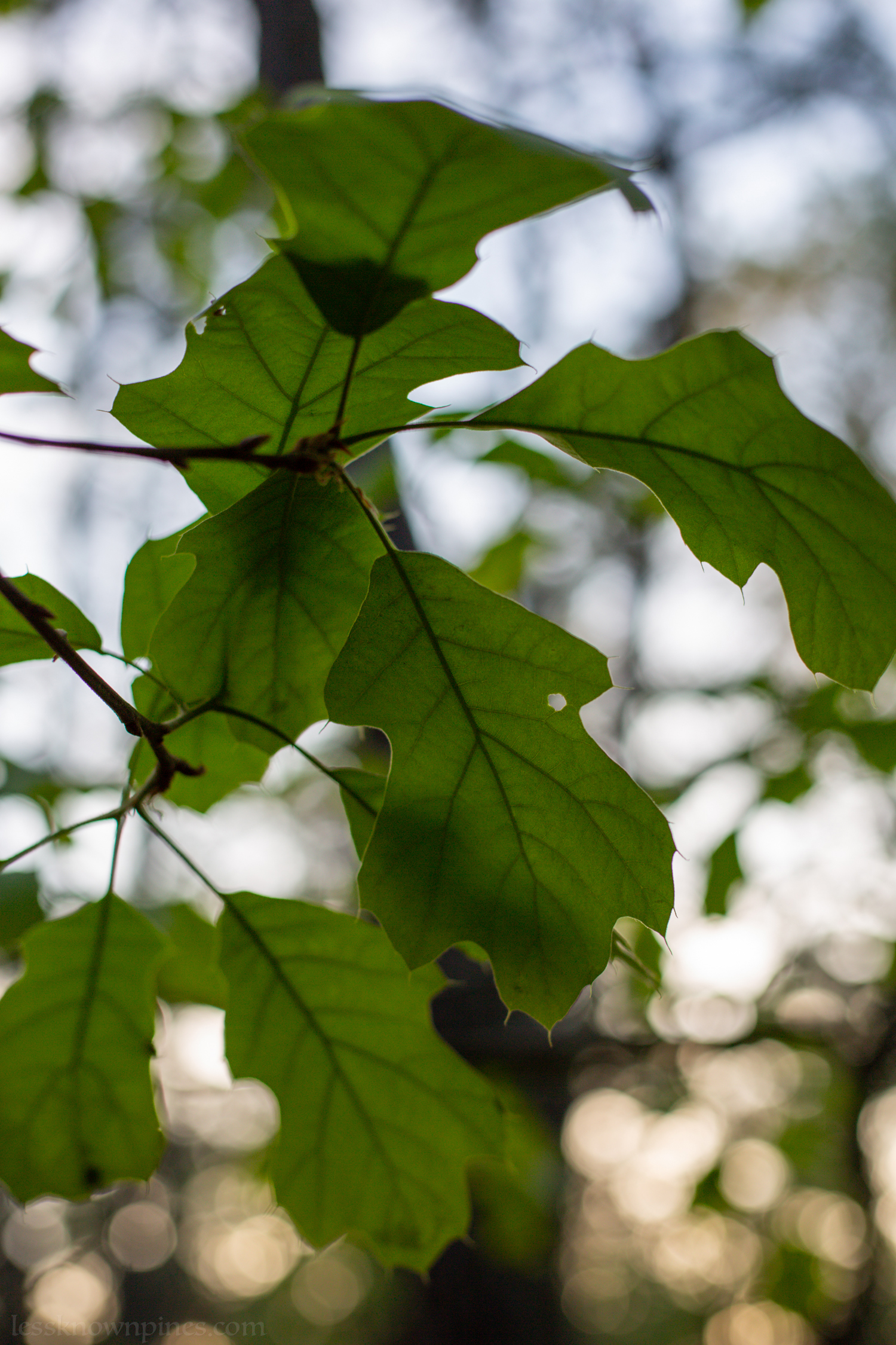 Fully bloomed oak in May