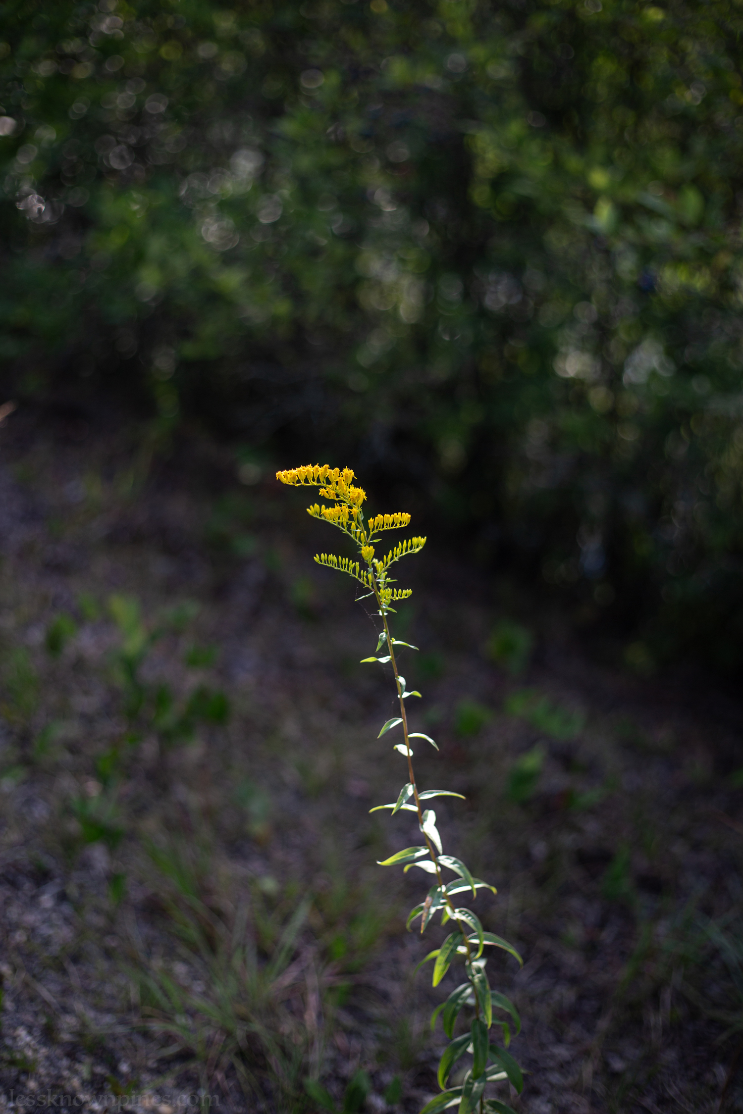Goldenrod mid-summer