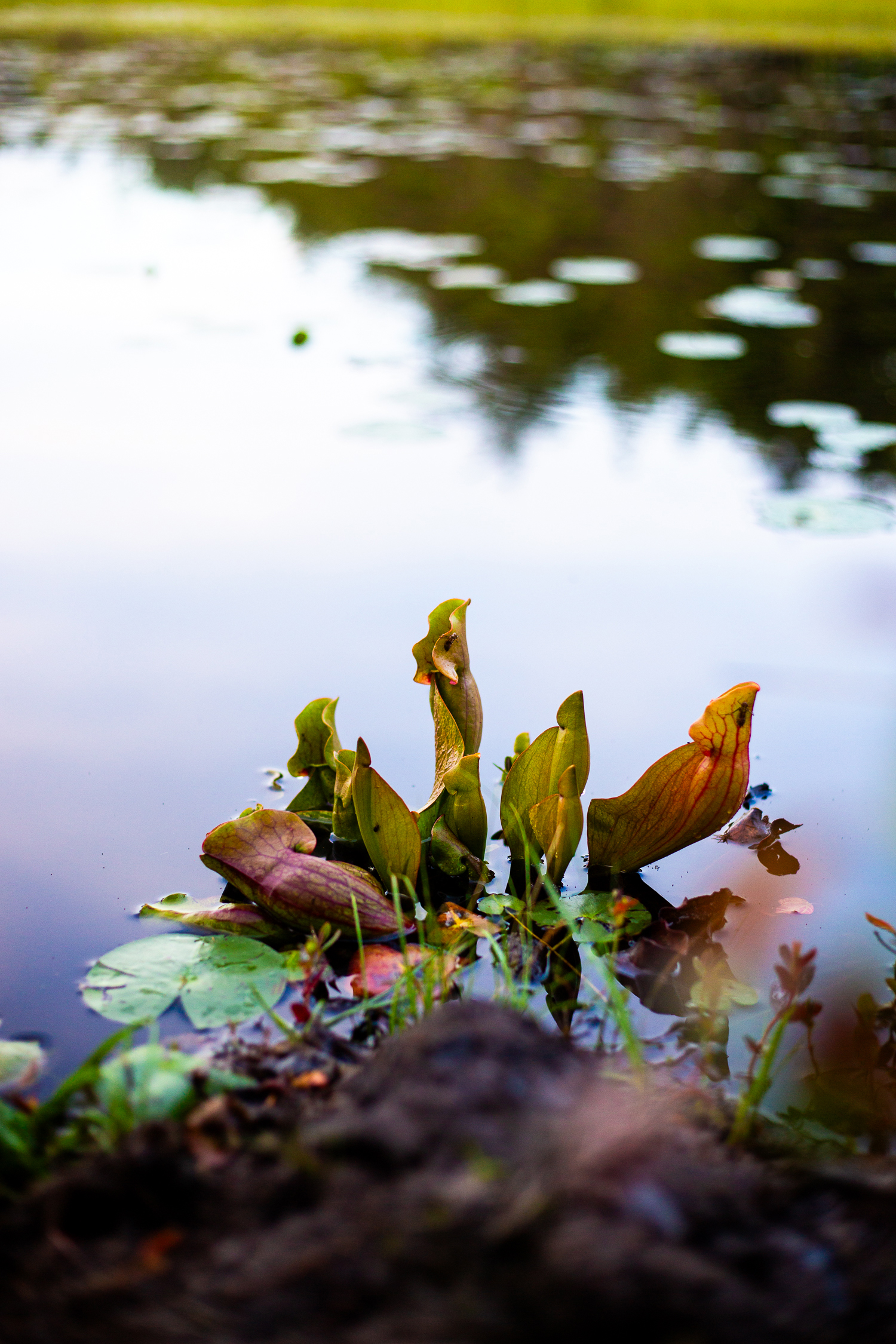 Green colored purple pitcher plants