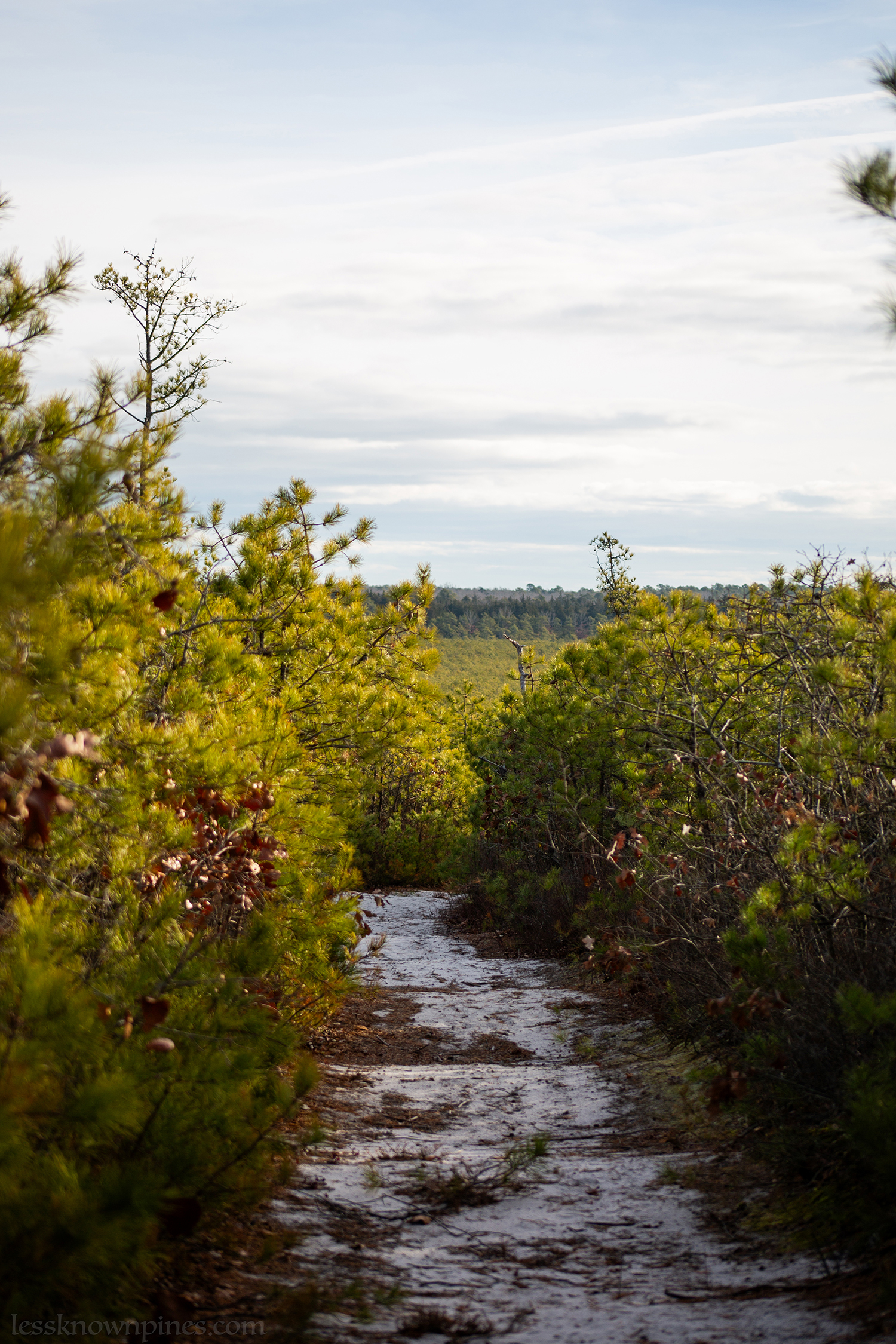 High point of dwarf pines