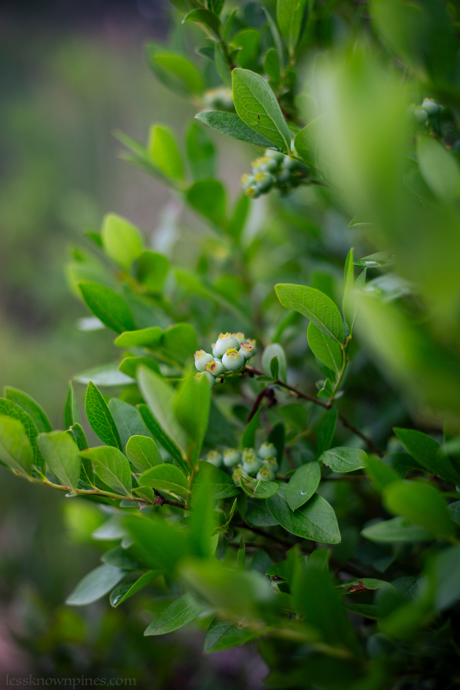 Highbush blueberry just released its berries