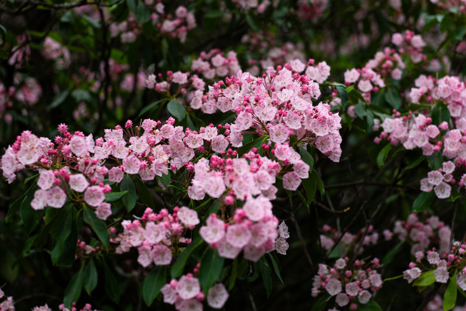 Pink mountain laurels