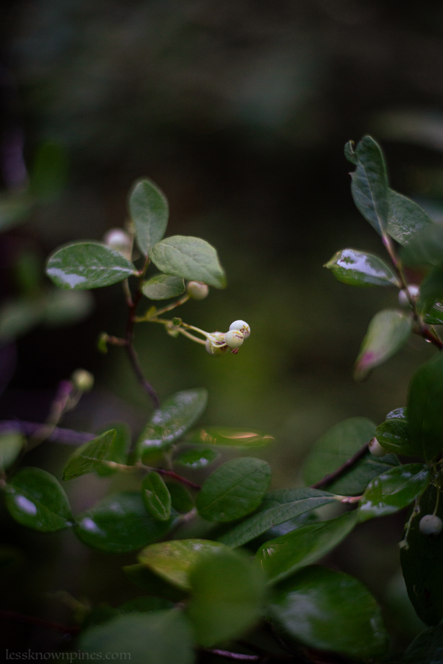 Unripened huckleberry