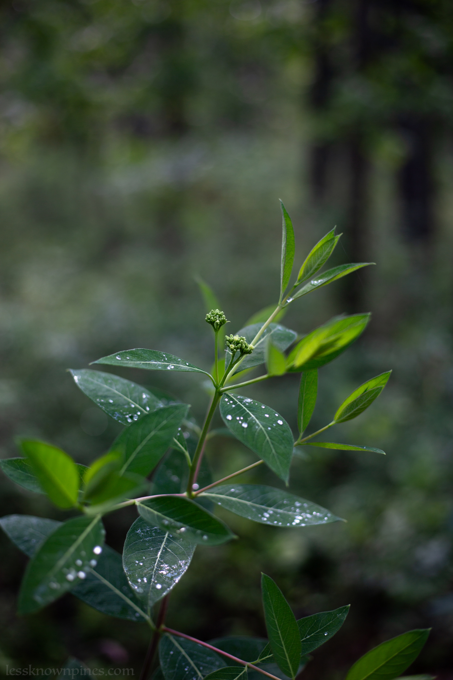 Indian hemp beginning of bloom