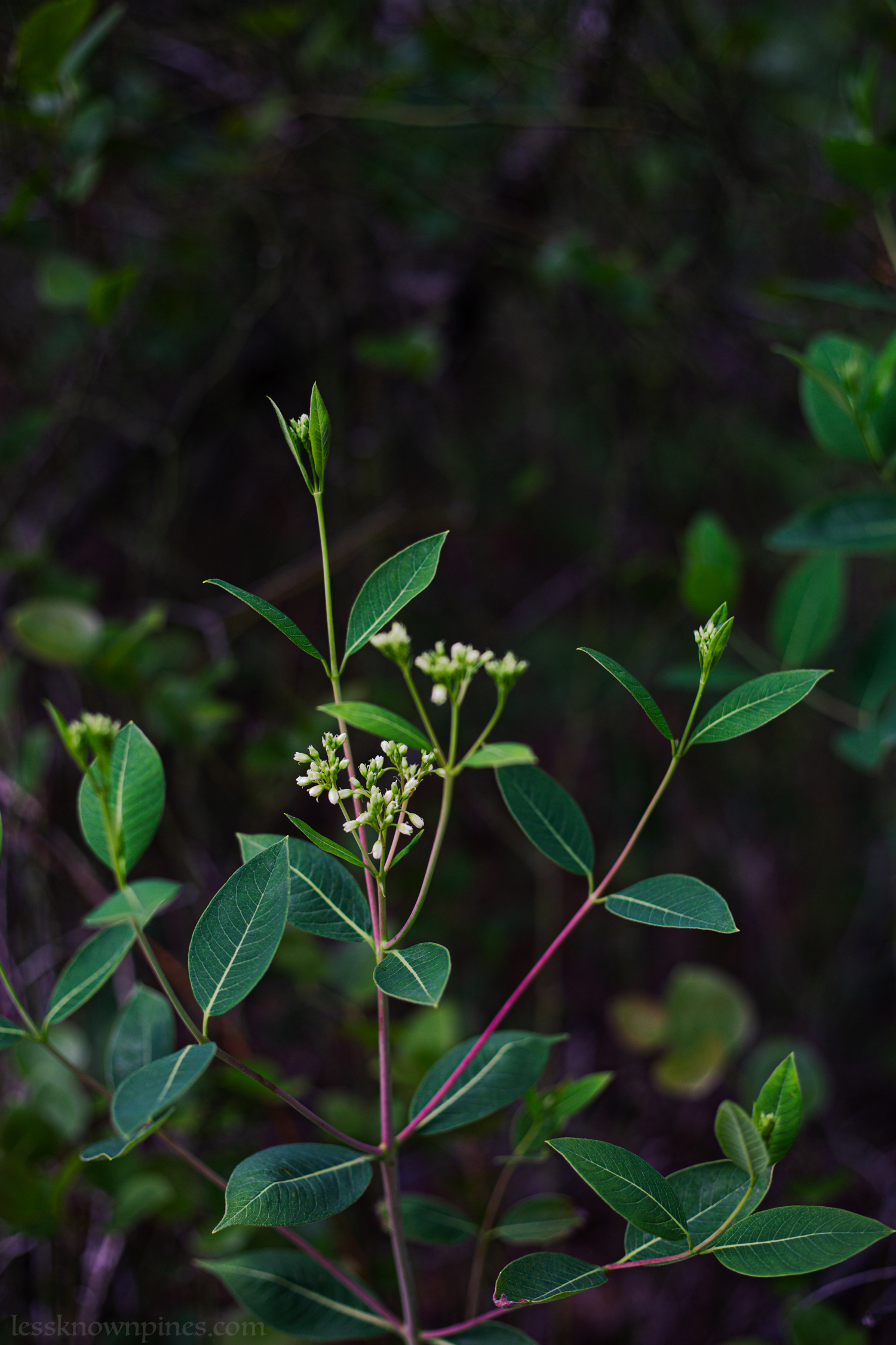 Indian hemp first bloom