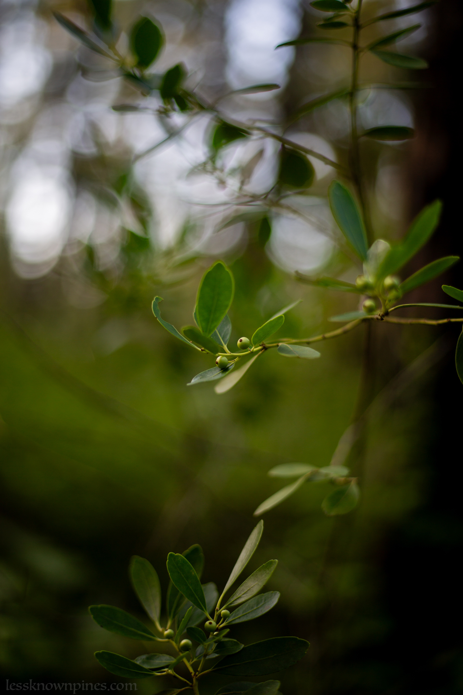 Ripe inkberry branch