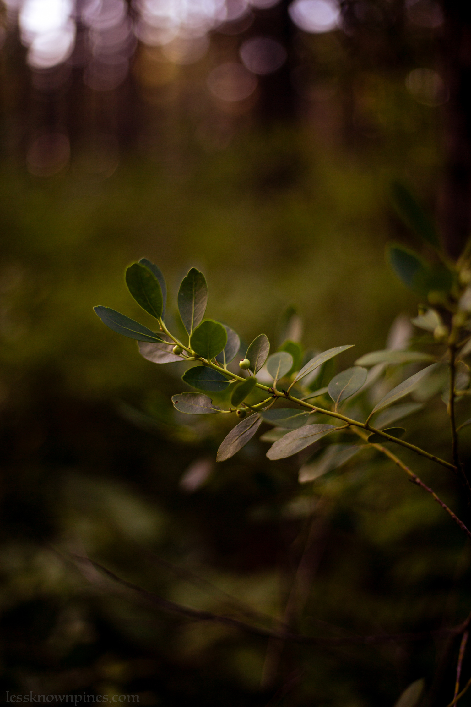 Inkberry branch during mid-summer
