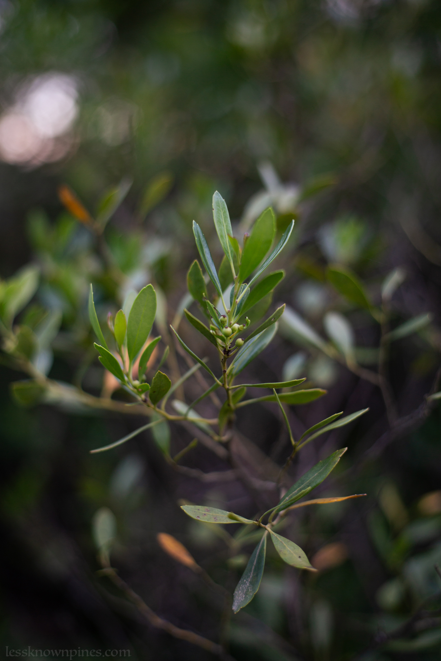 Ripe inkberry branch