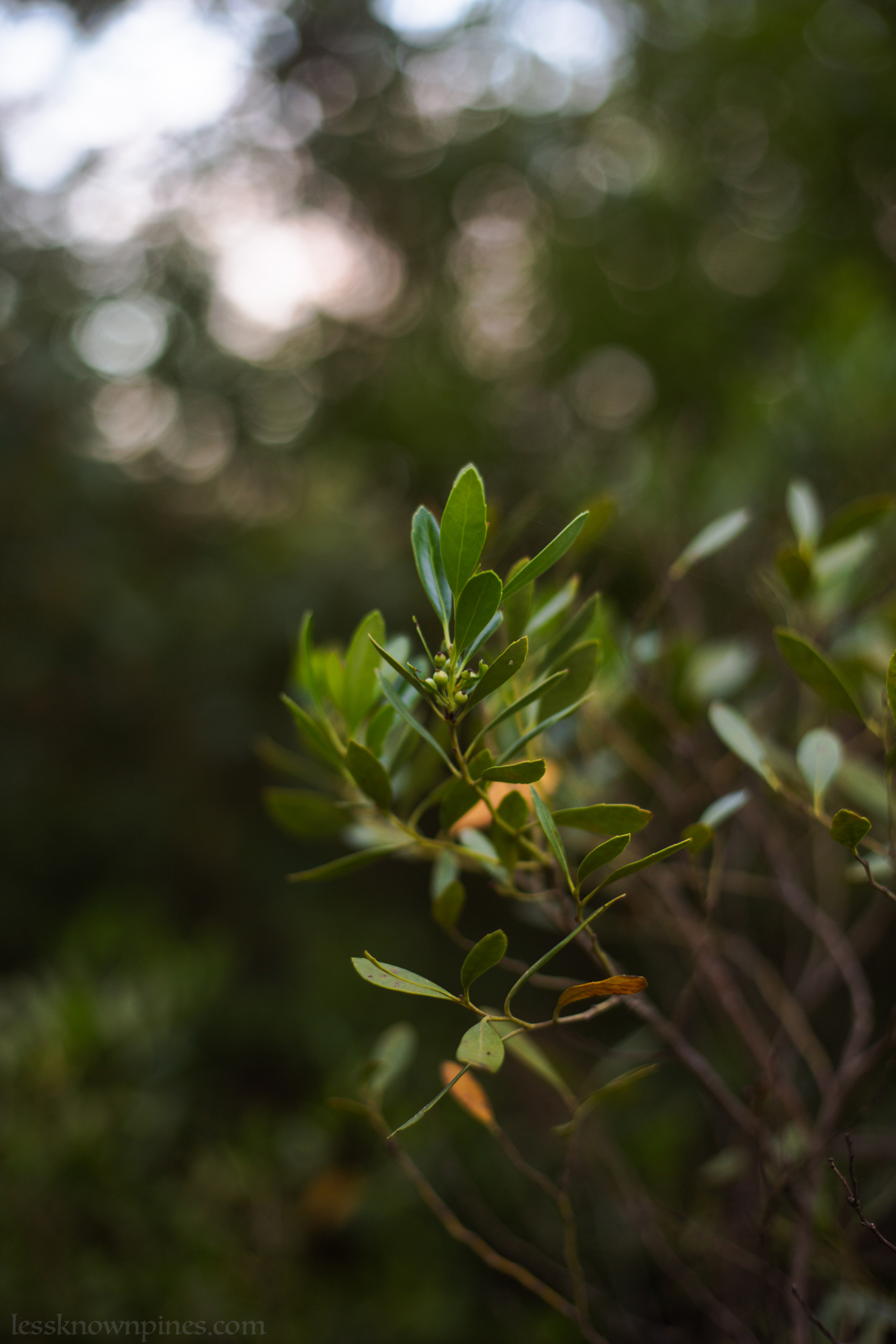 Inkberry stalk unripe