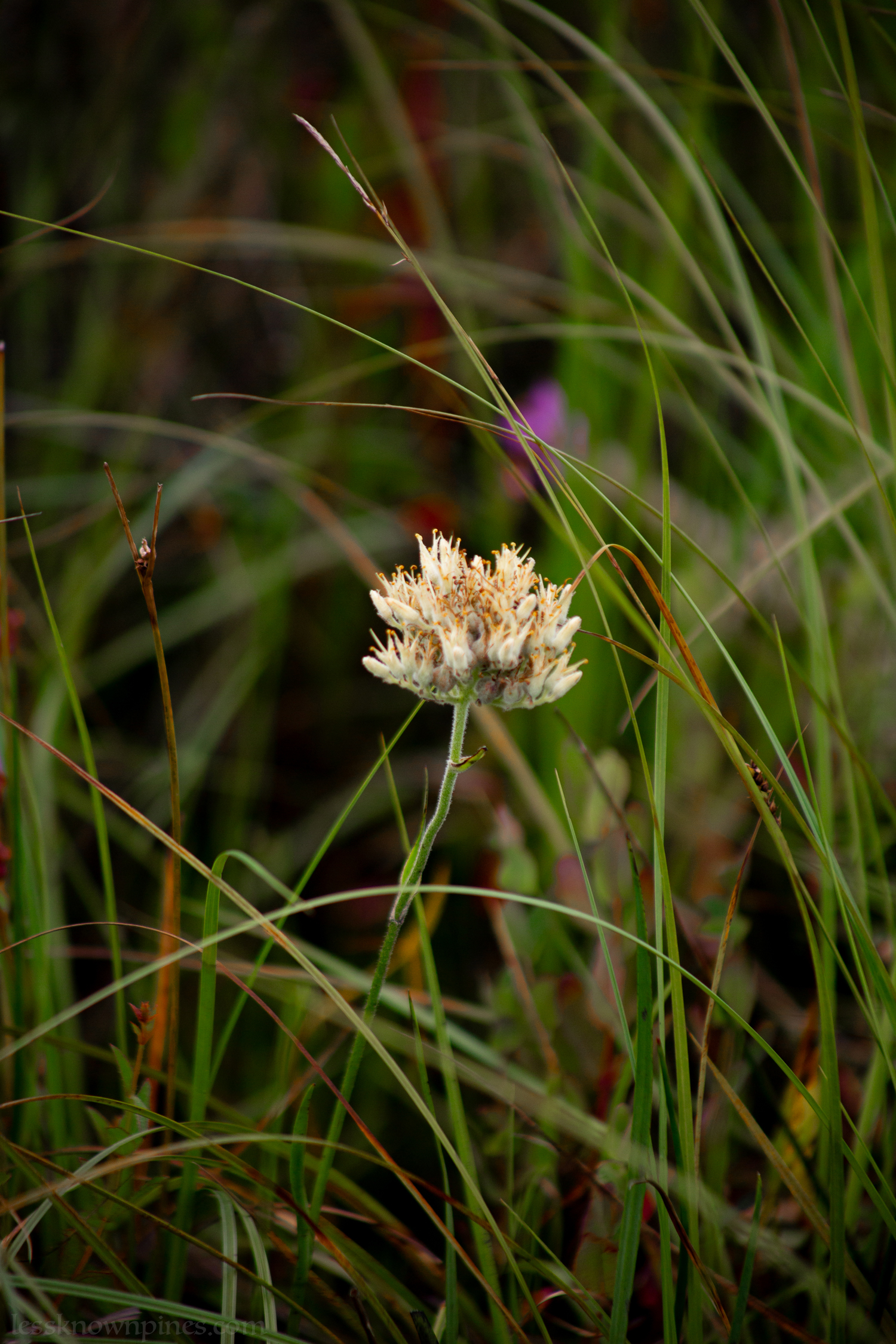 Lachnanthes thumbnail