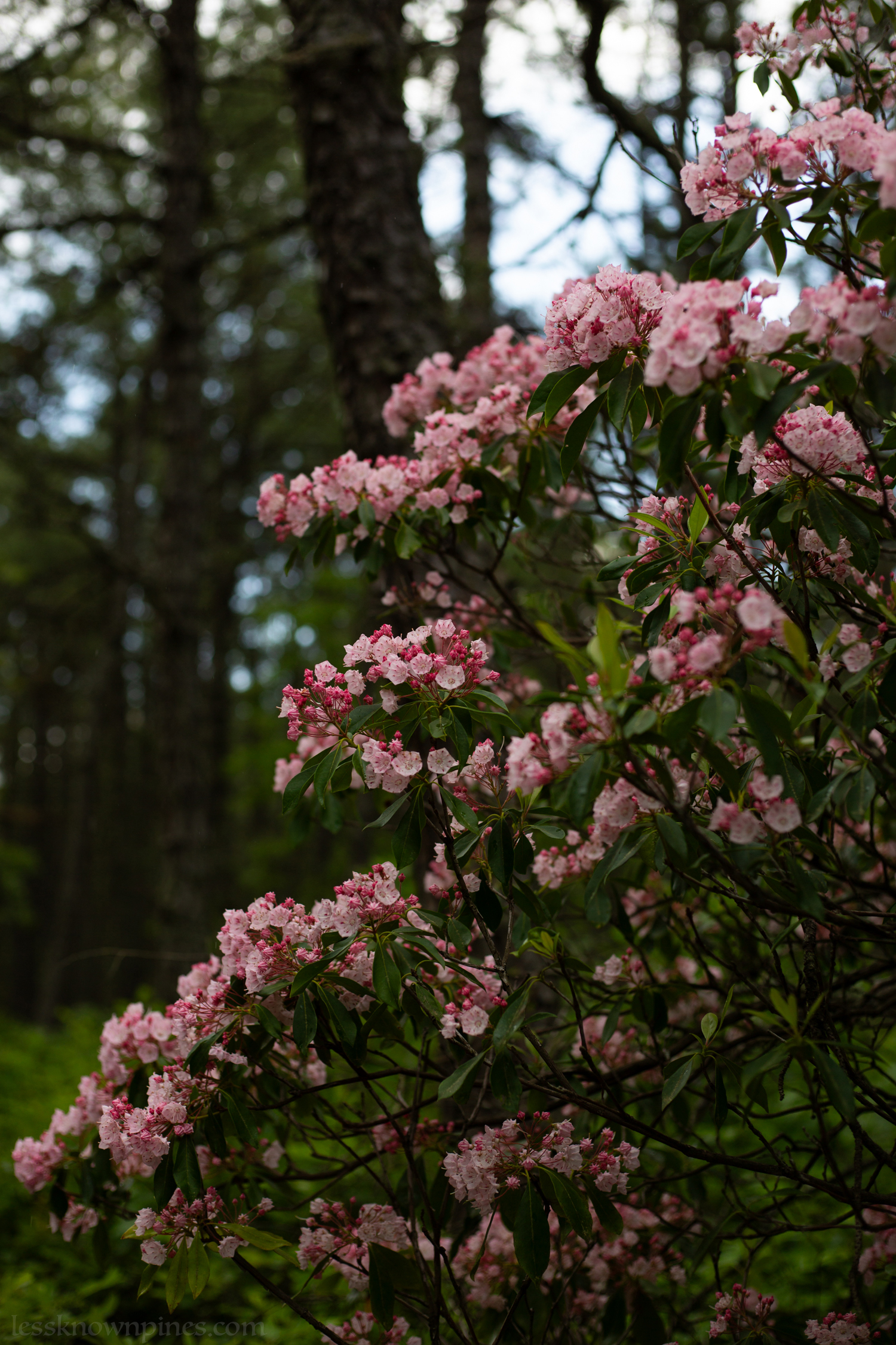 Pink mountain laurel deep in forest