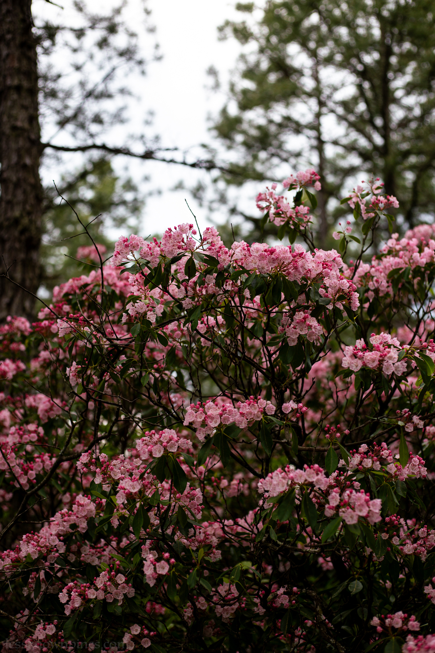 Large pink mountain laurel bush