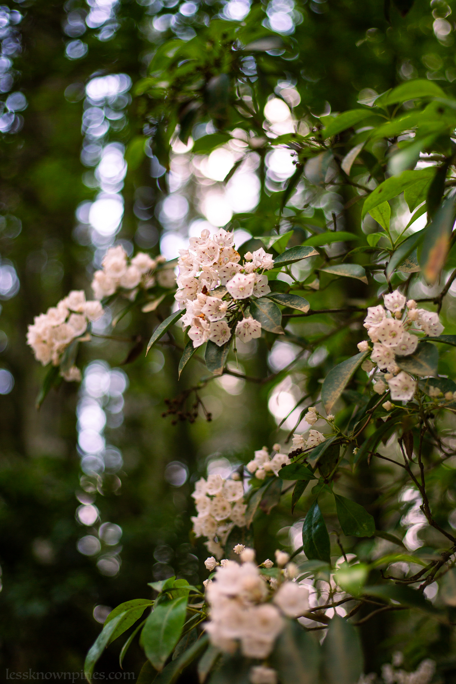 Large pink mountain laurel