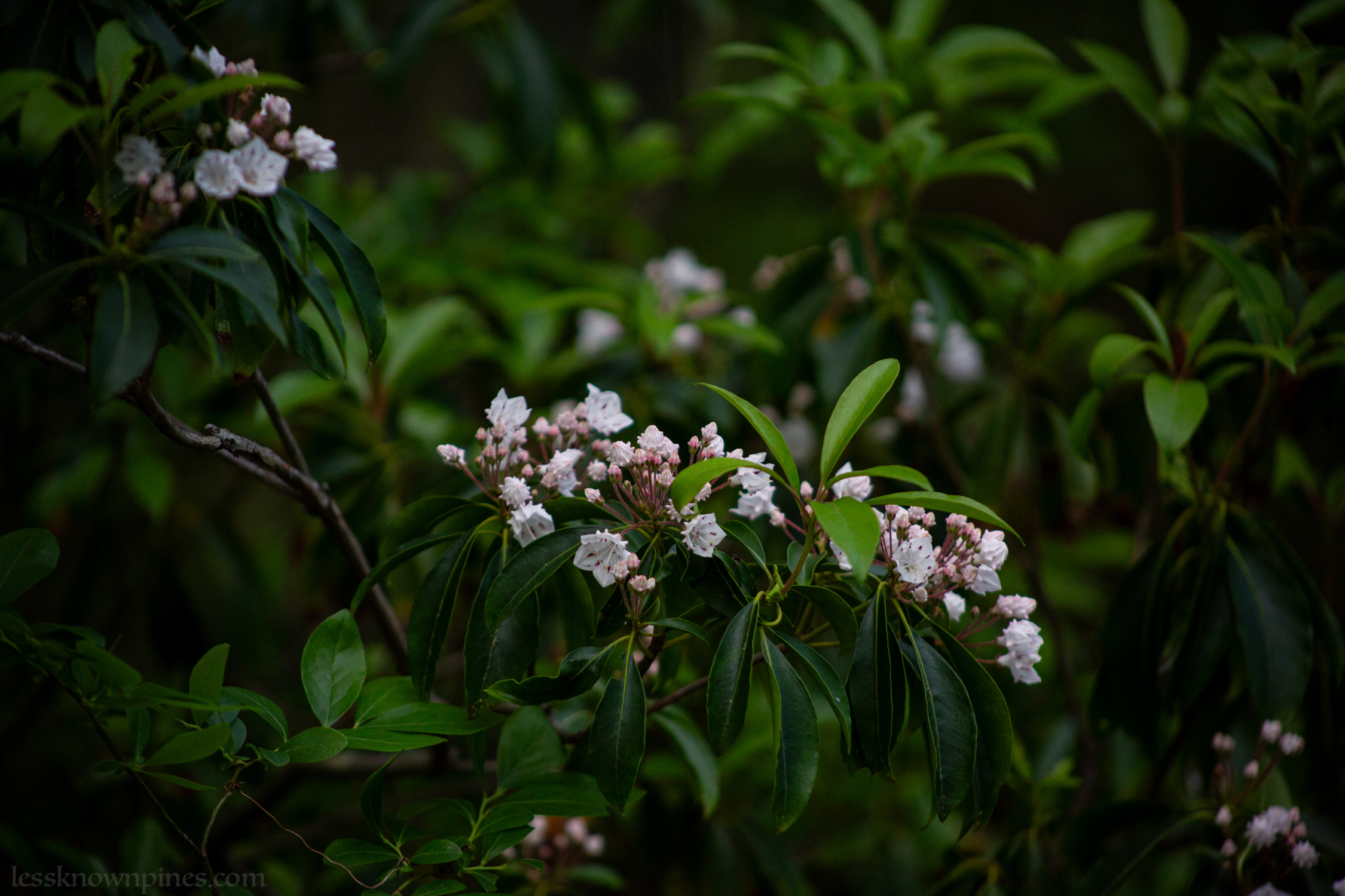 Late May first mountain laurels