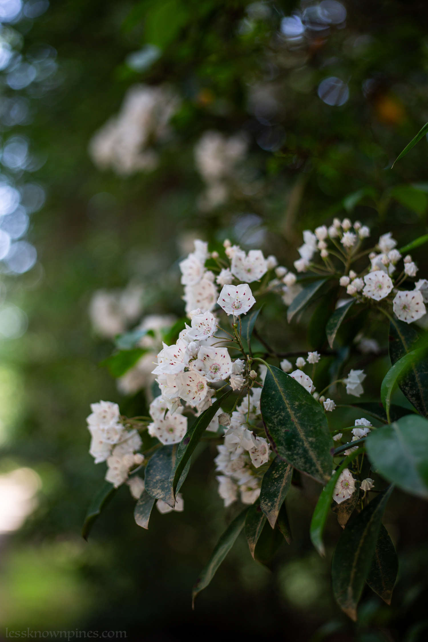 Wild white mountain laurels