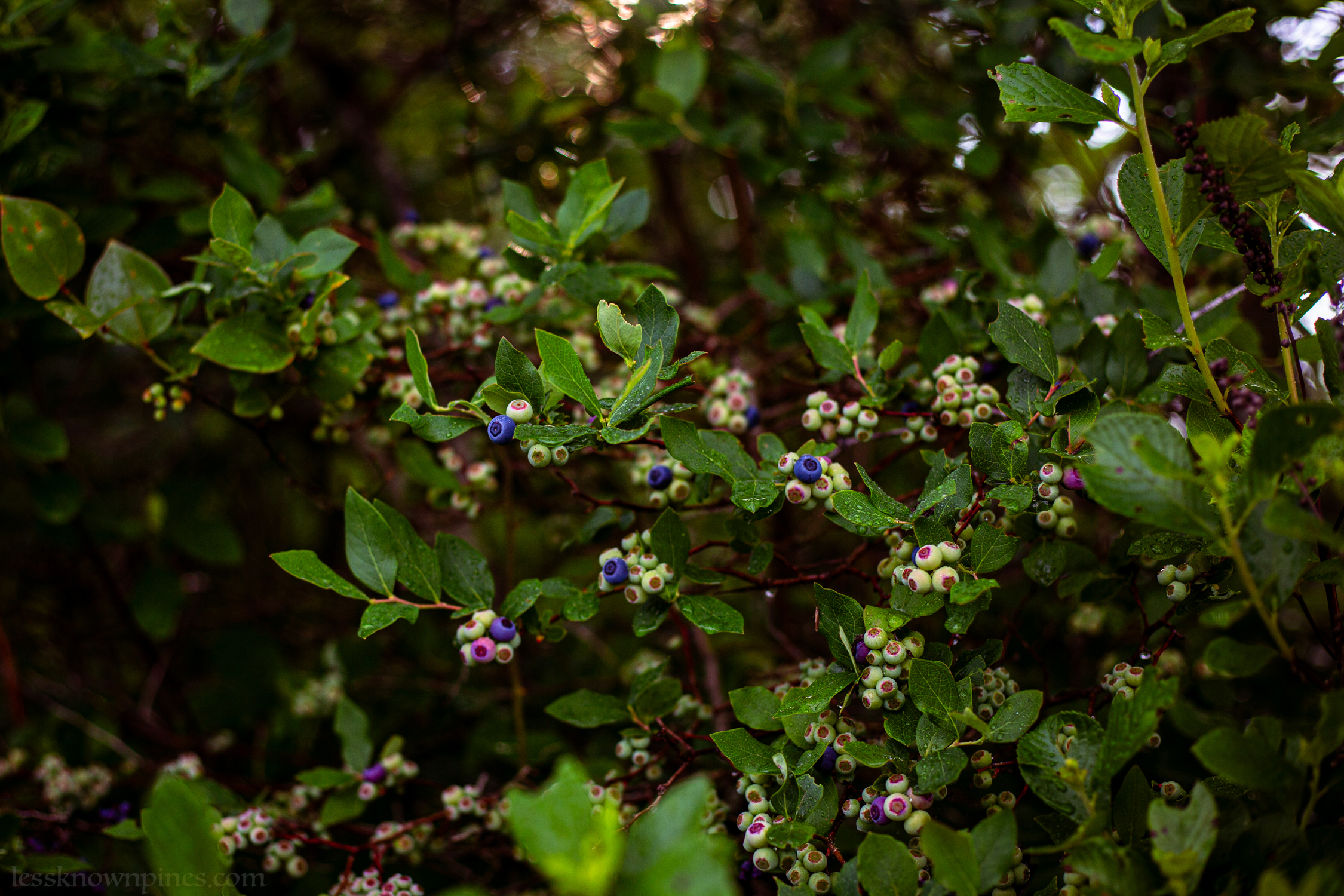 Late spring partially ripe highbush blueberry