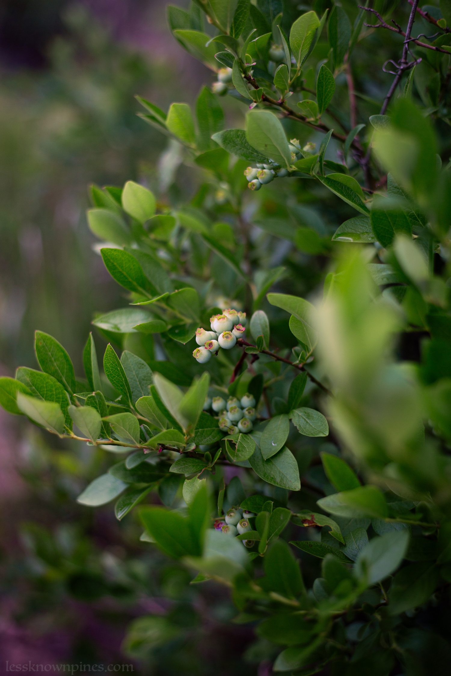Late spring highbush blueberries