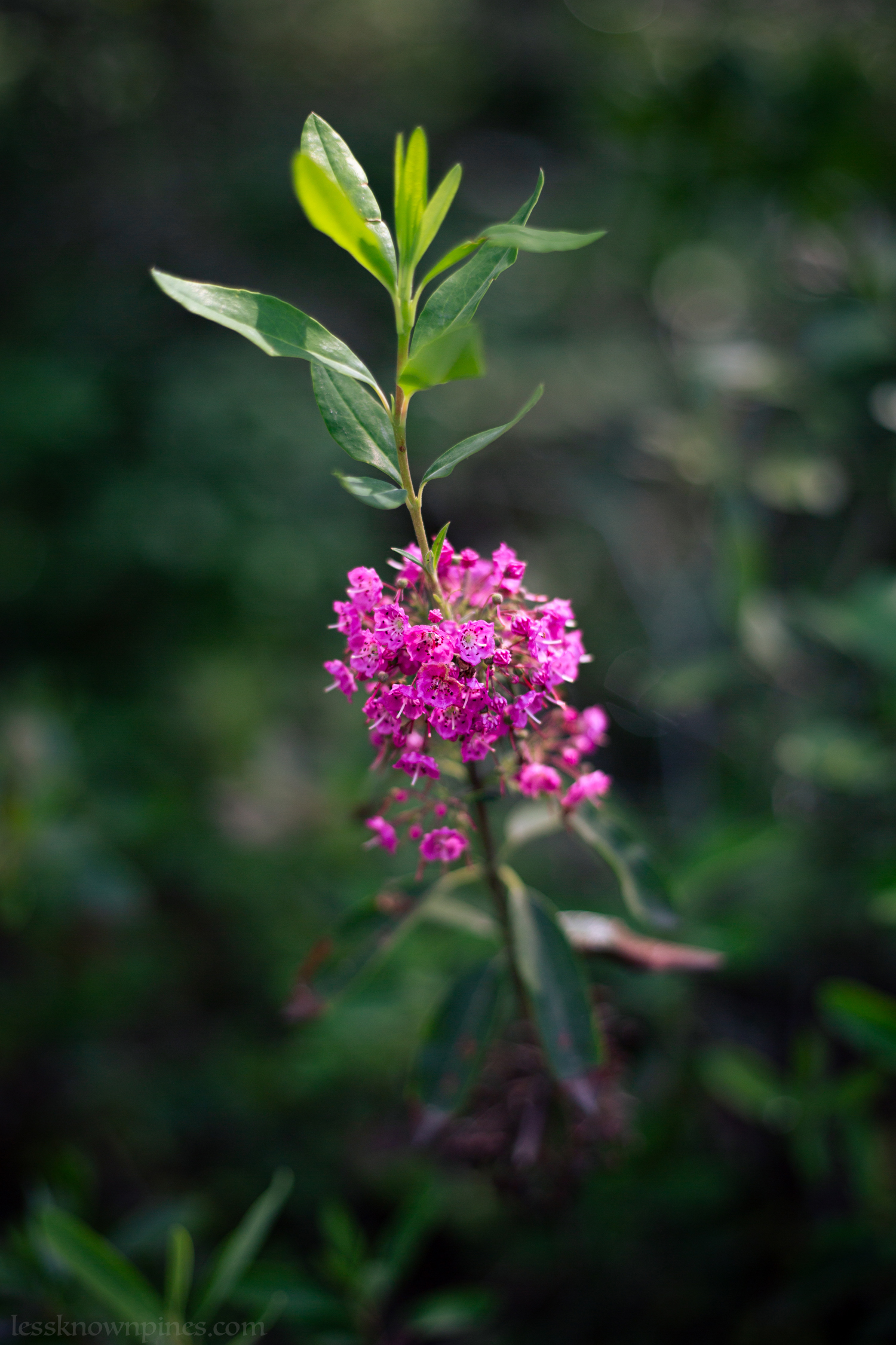 Bloomed sheep laurel