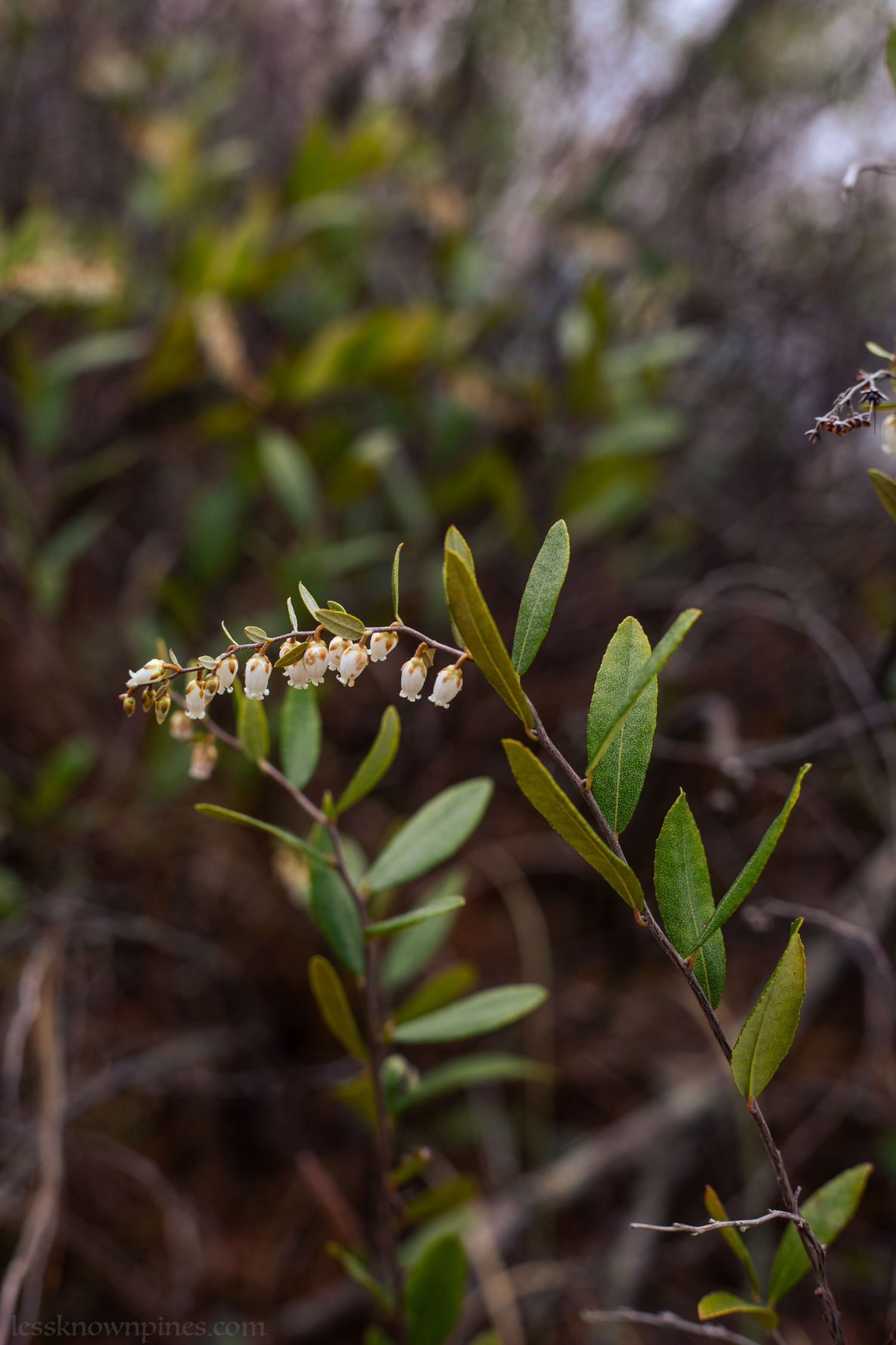 Leatherleaf mid spring