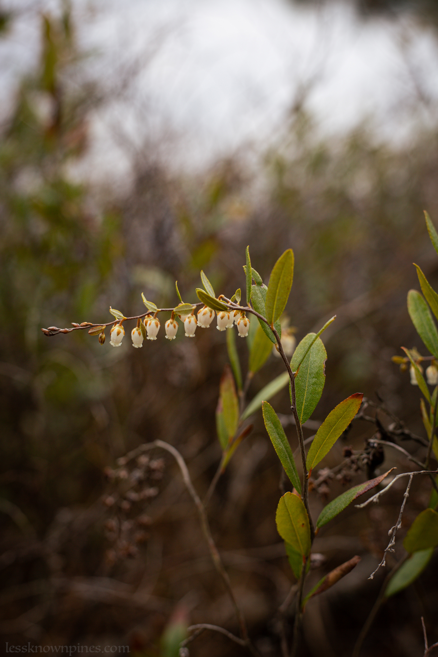 Leatherleaf during mid-spring