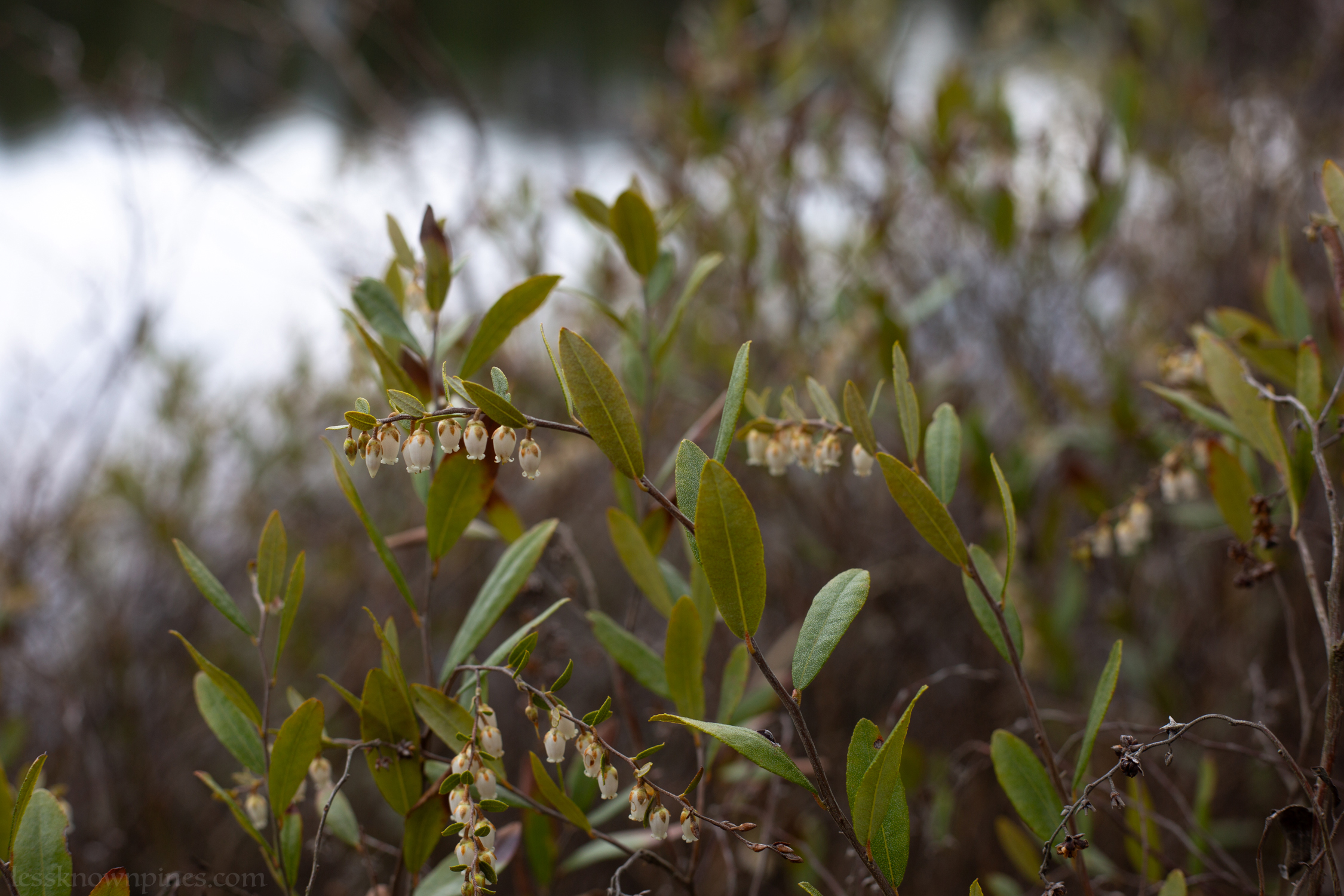 Leatherleaf mid spring