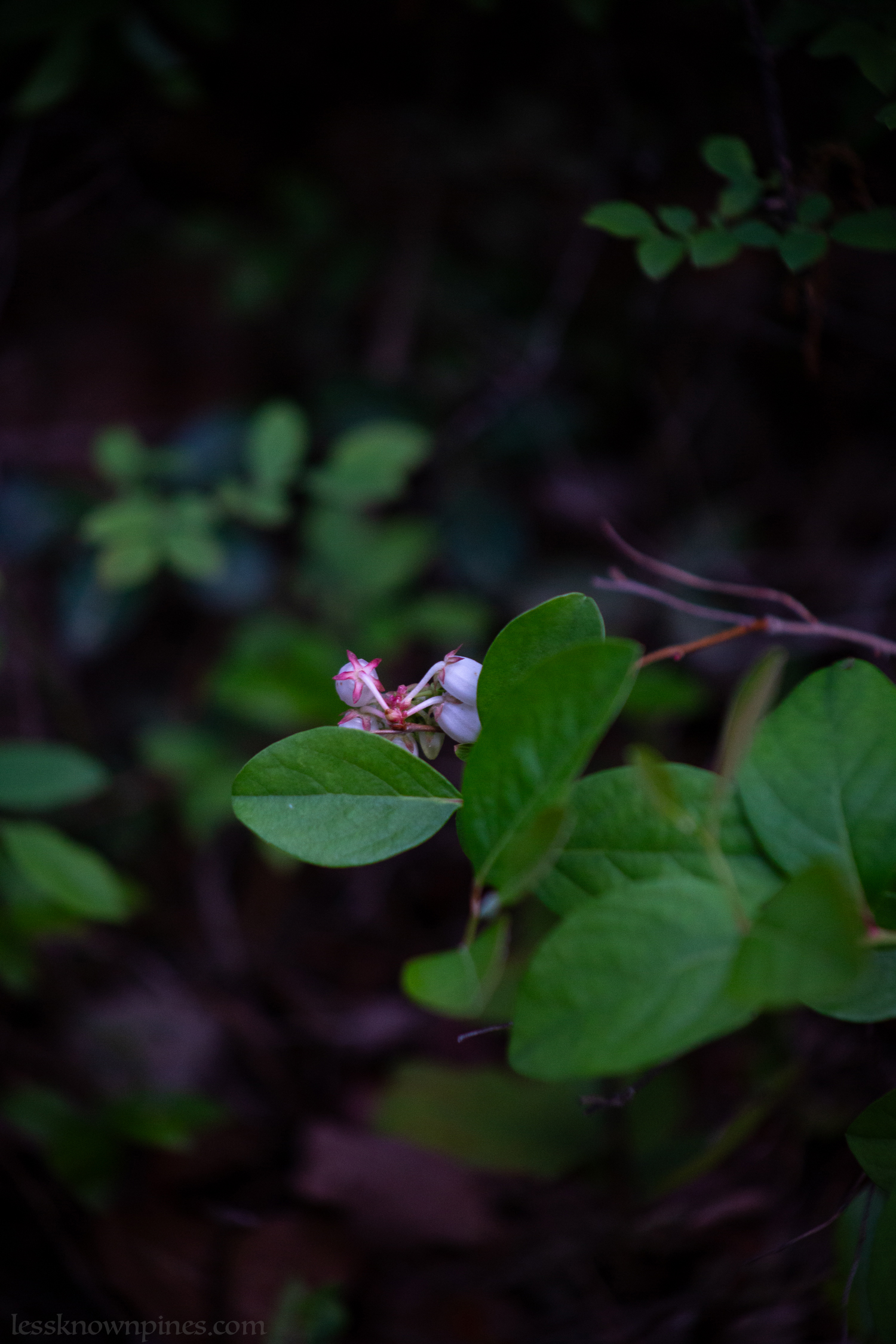 Lowbush blueberry at beginning of bloom