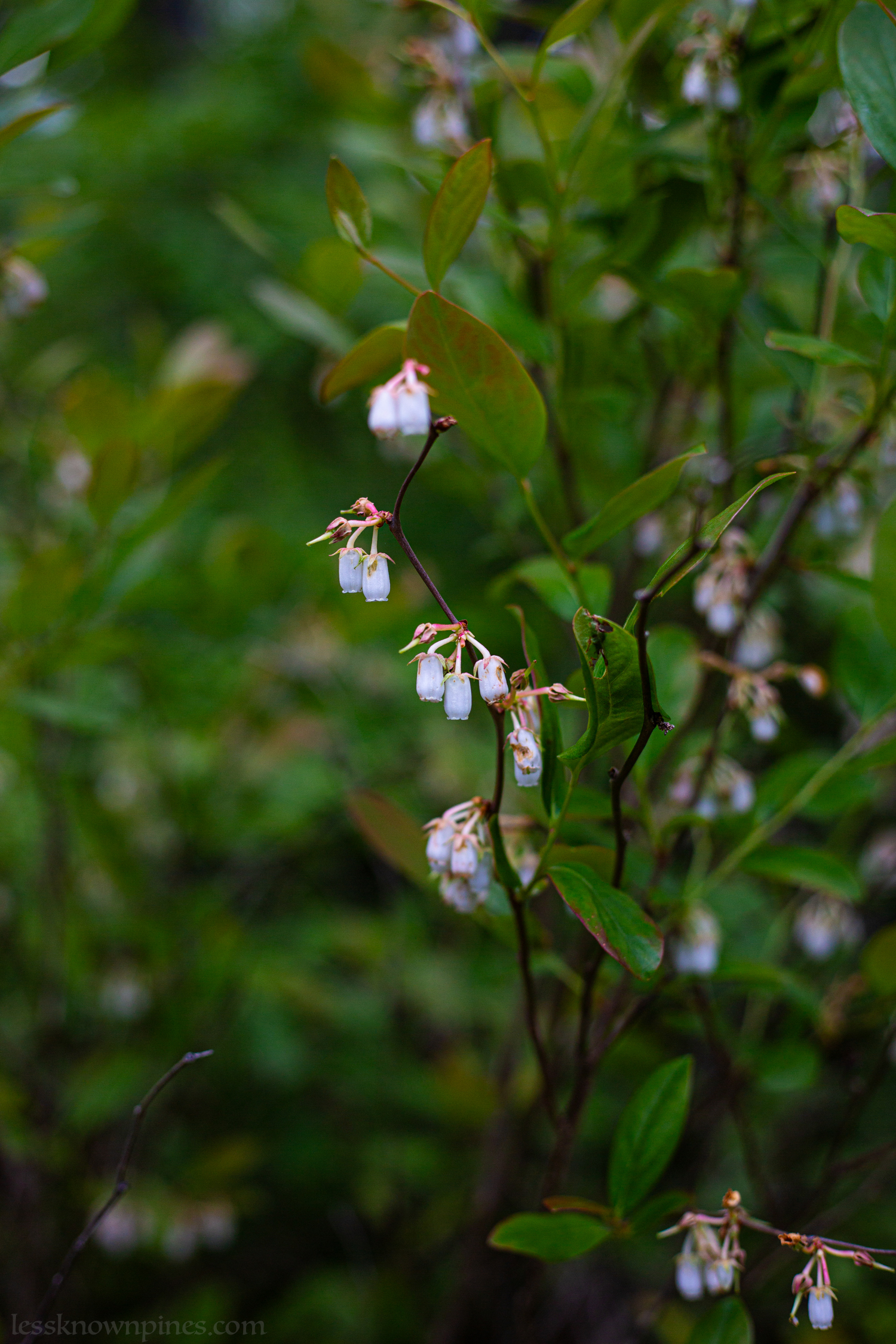 Lowbush blueberry before berry release