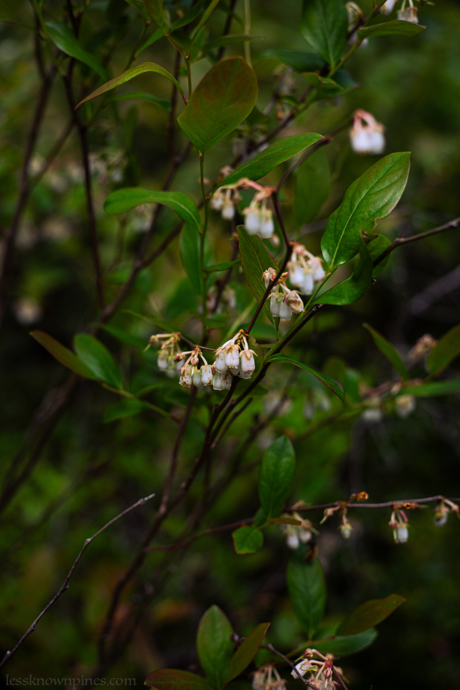 Lowbush blueberries late spring