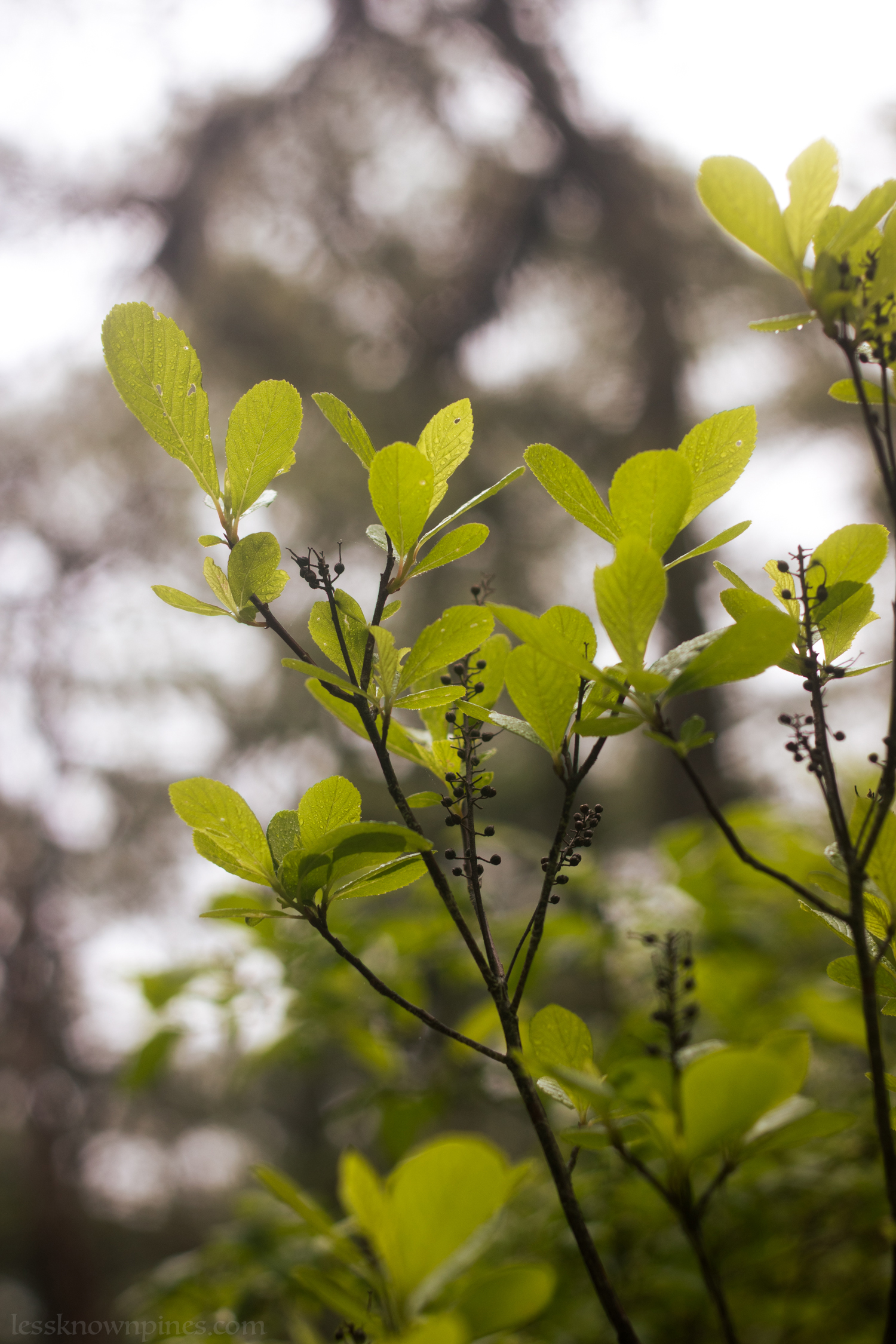 Mid May sweet pepperbush