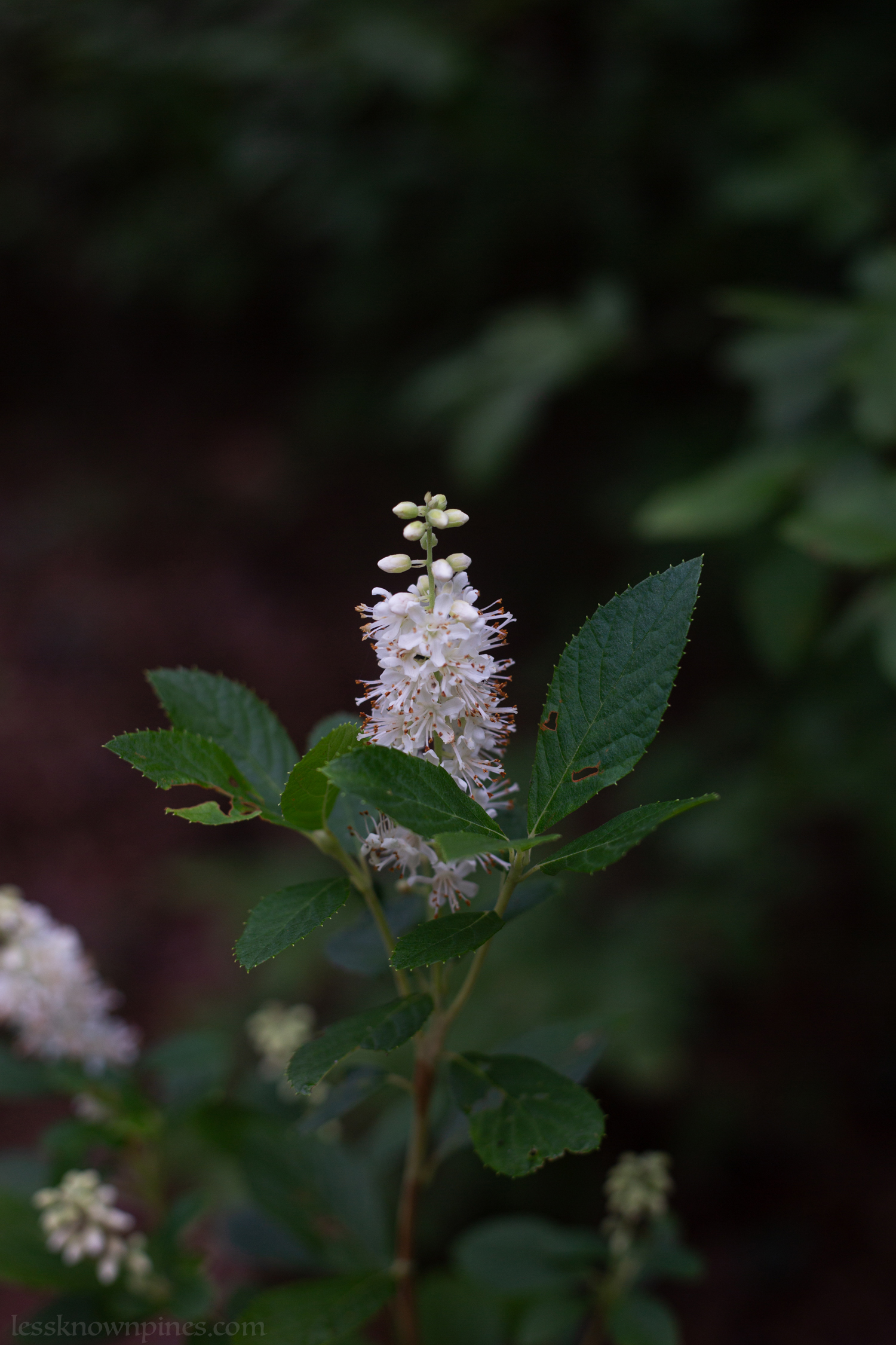 Mid-summer bloomed sweet pepperbush