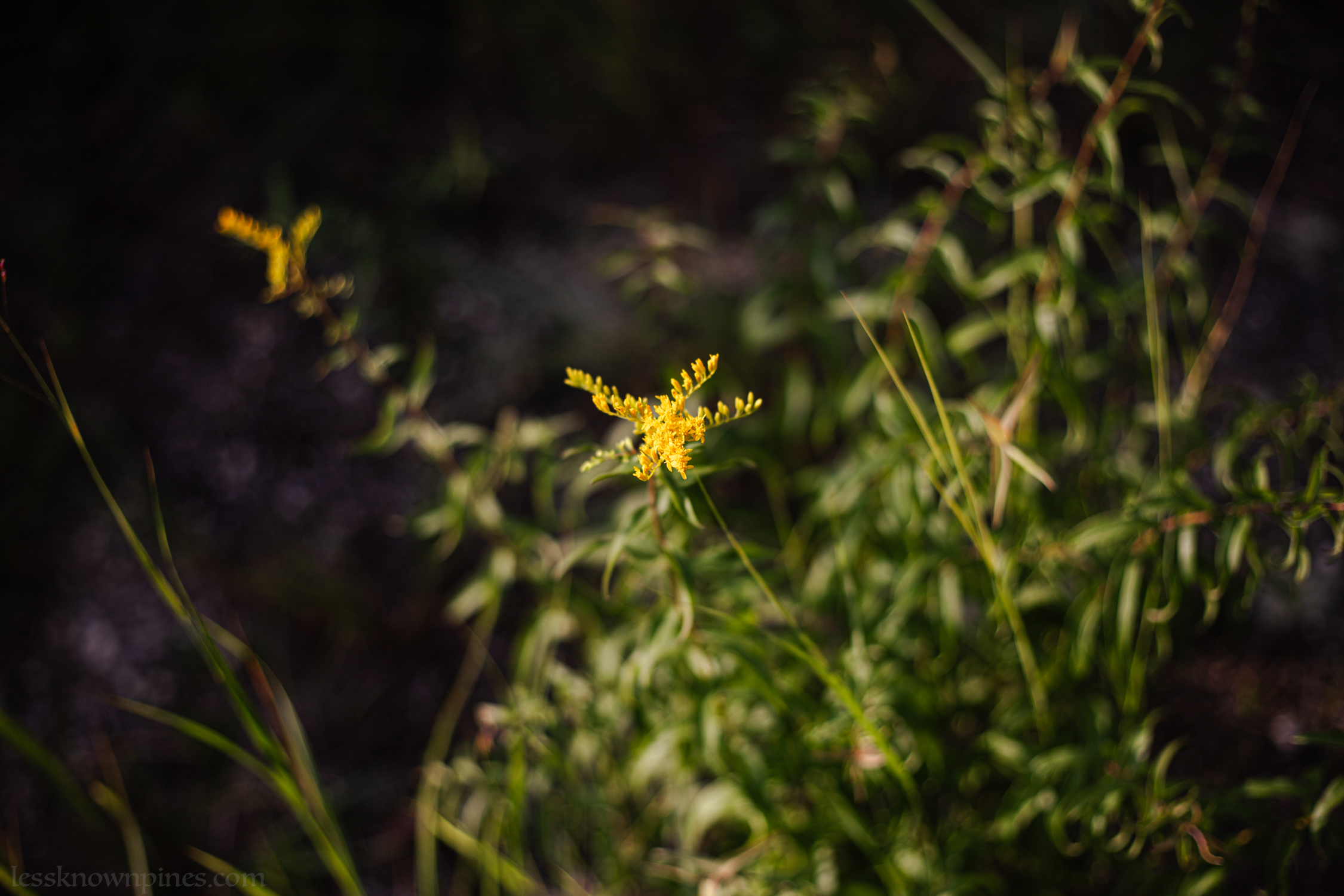 Mid-summer goldenrod