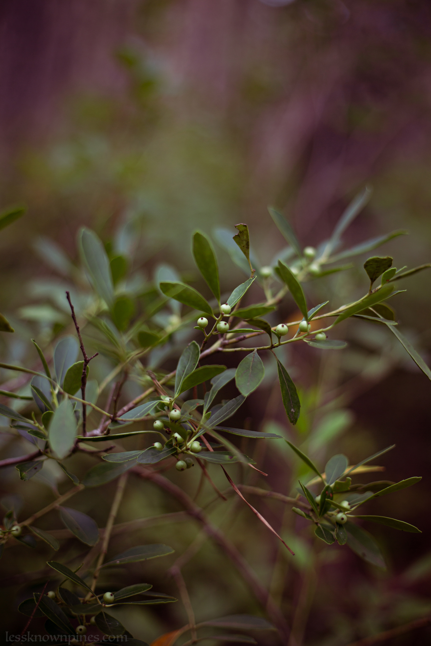 Mid-summer inkberry branch clusters