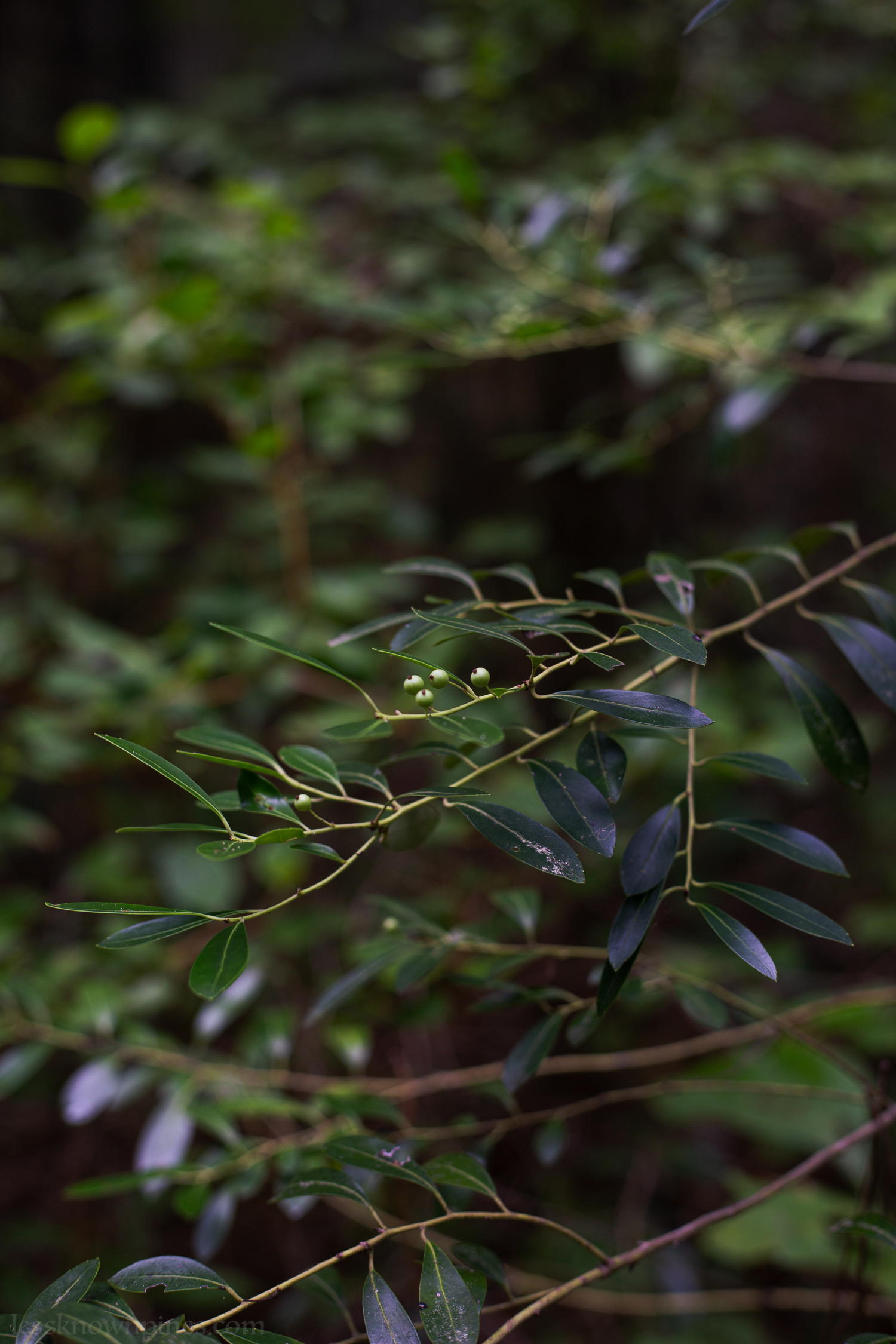 Mid-summer unripened inkberry branch