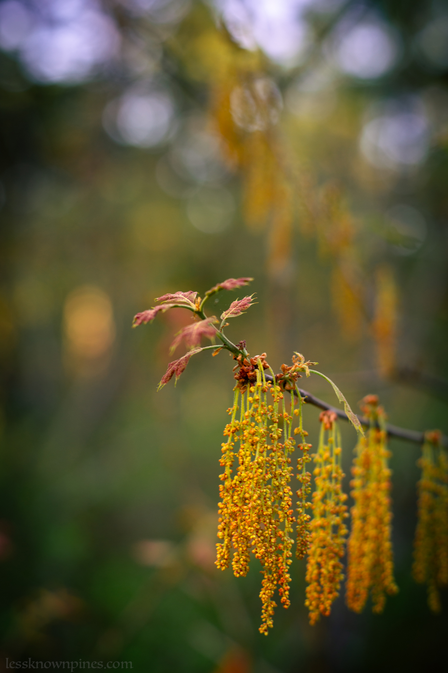 Mid spring scrub oak bloom