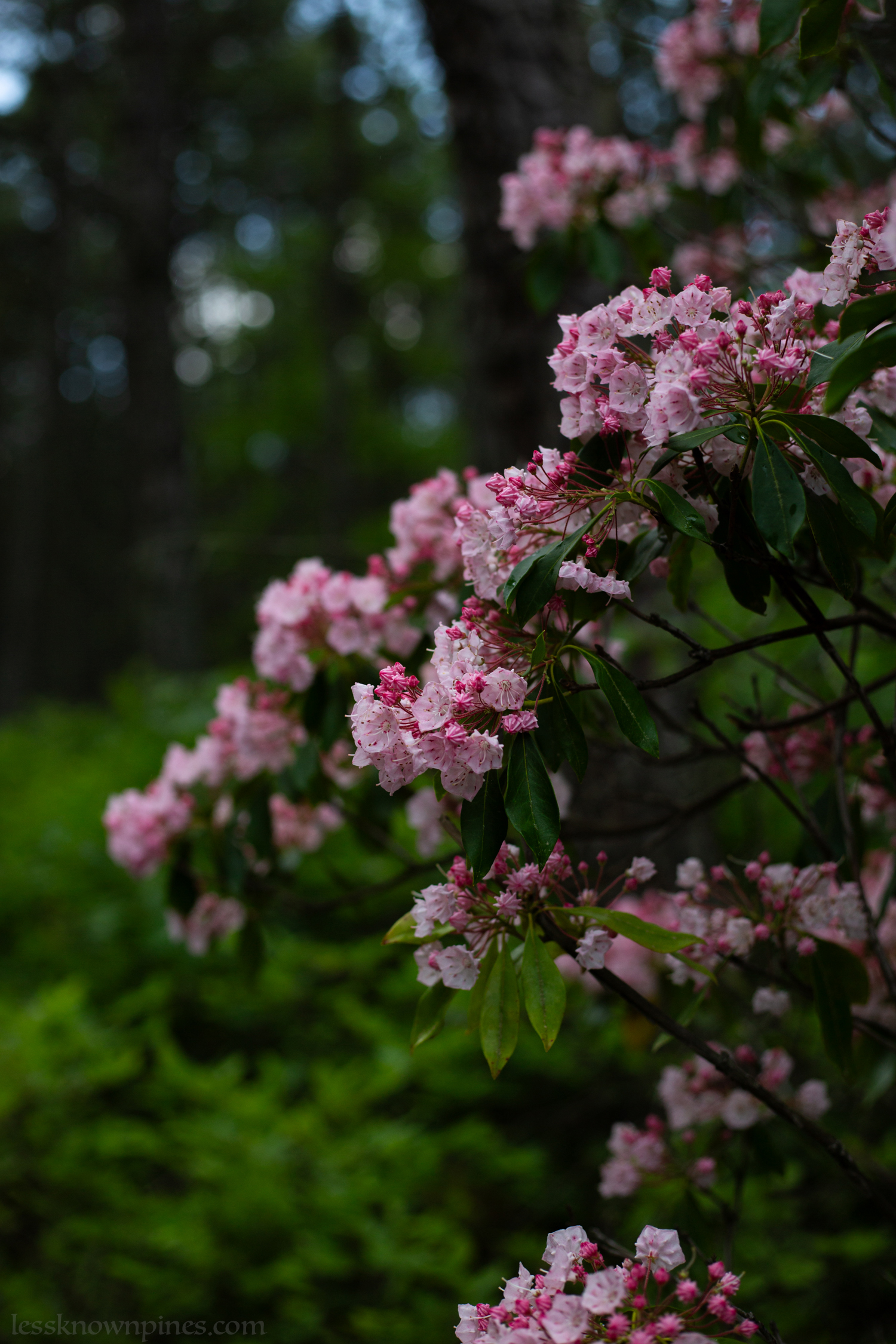 Mixed opened and unopened mountain laurels