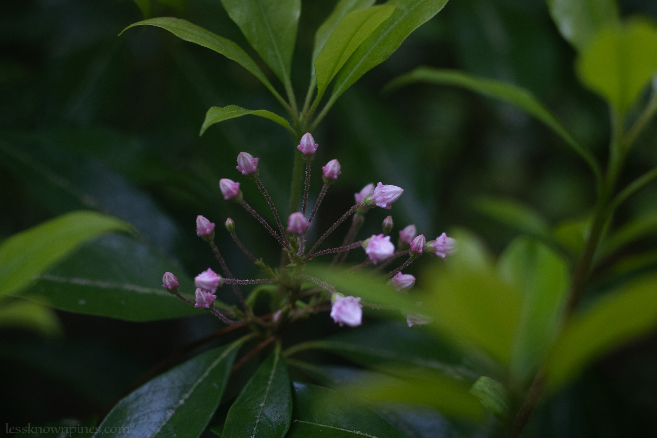 Mountain laurel early bloom branch