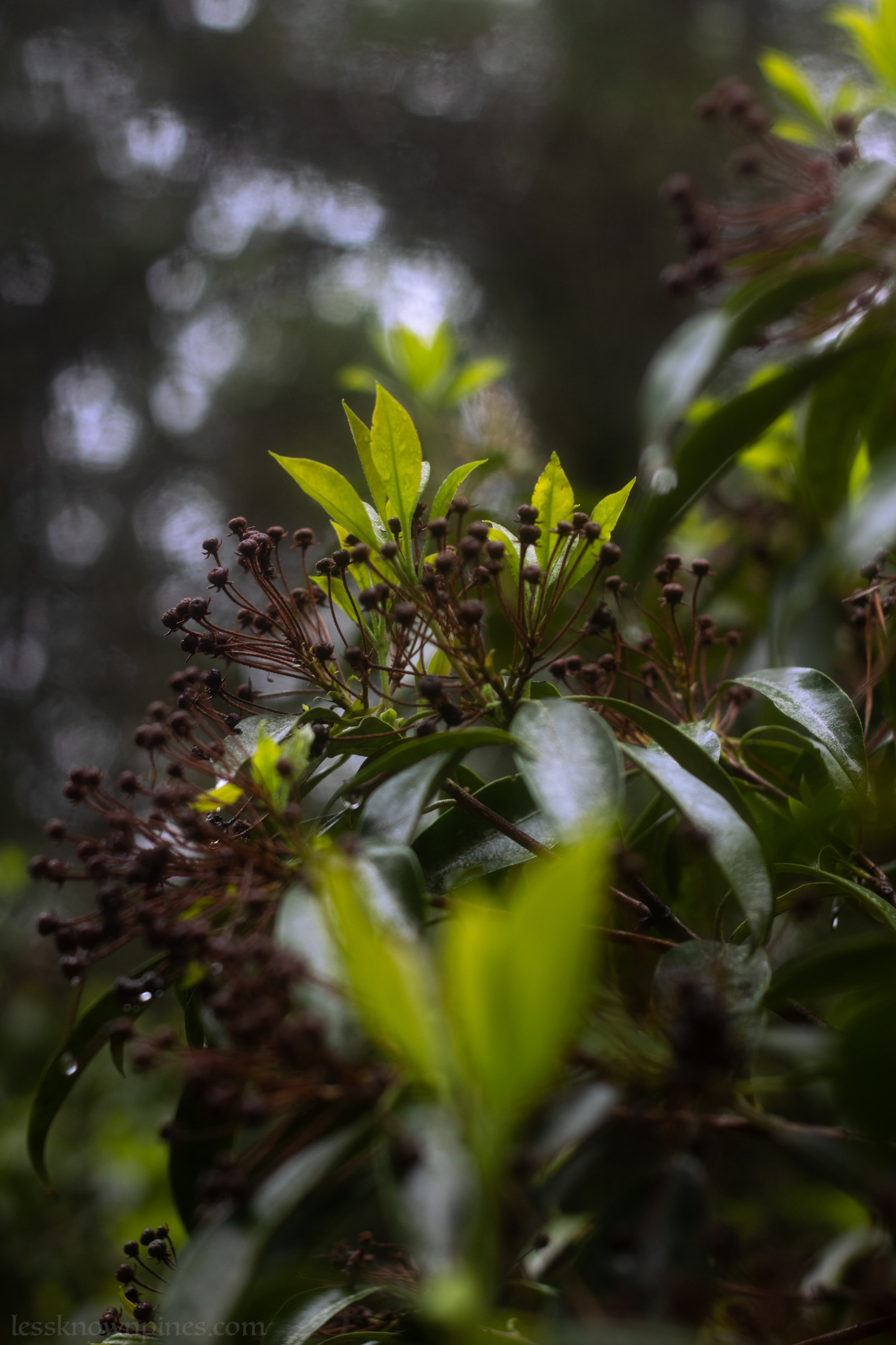 Mountain laurel pre-bloom