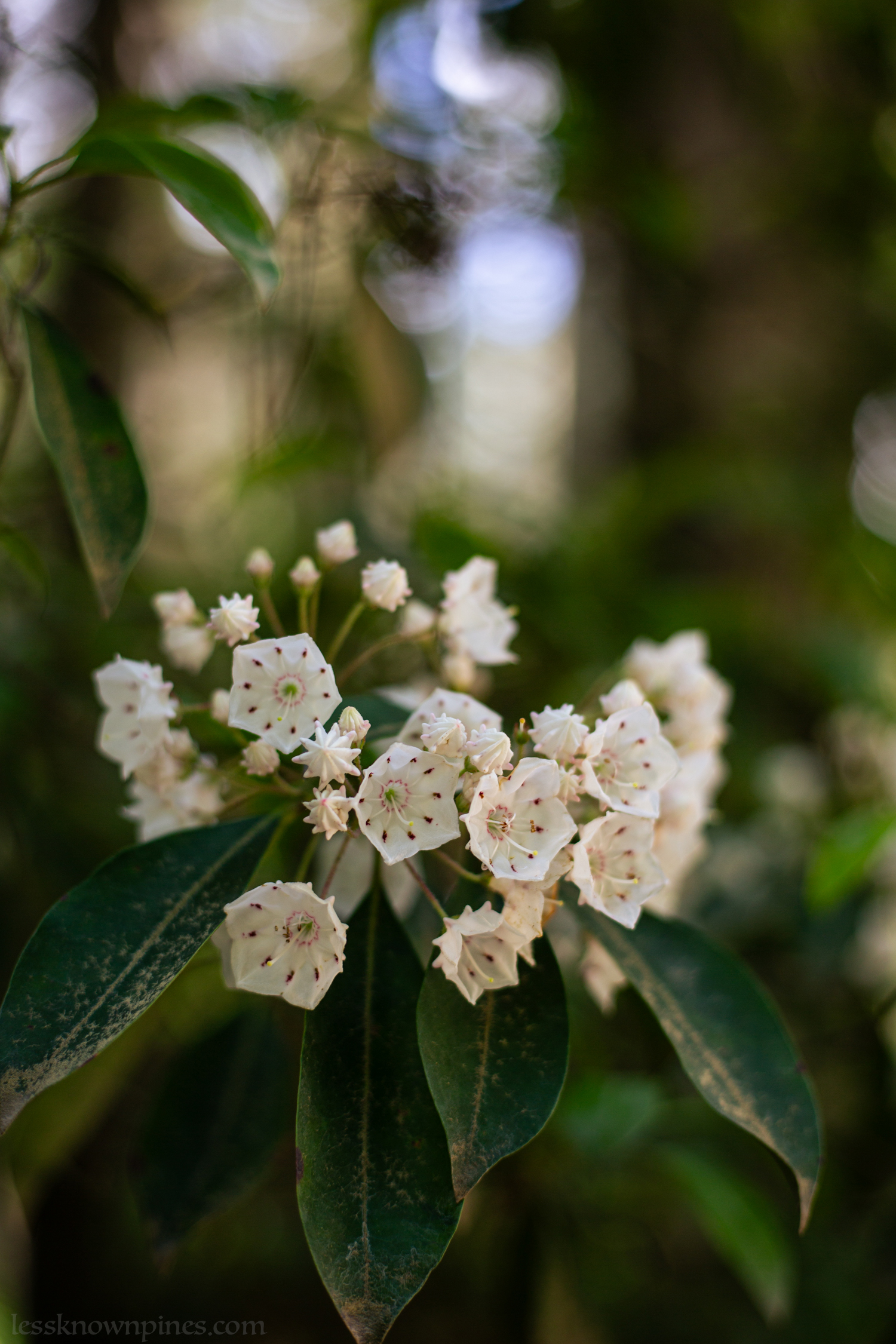 Mountain laurels are star shaped before opening