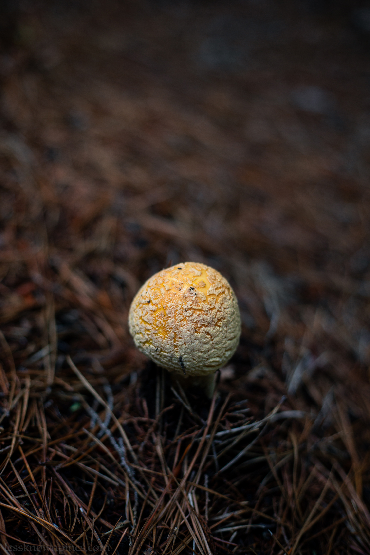 Sphere orange mushroom