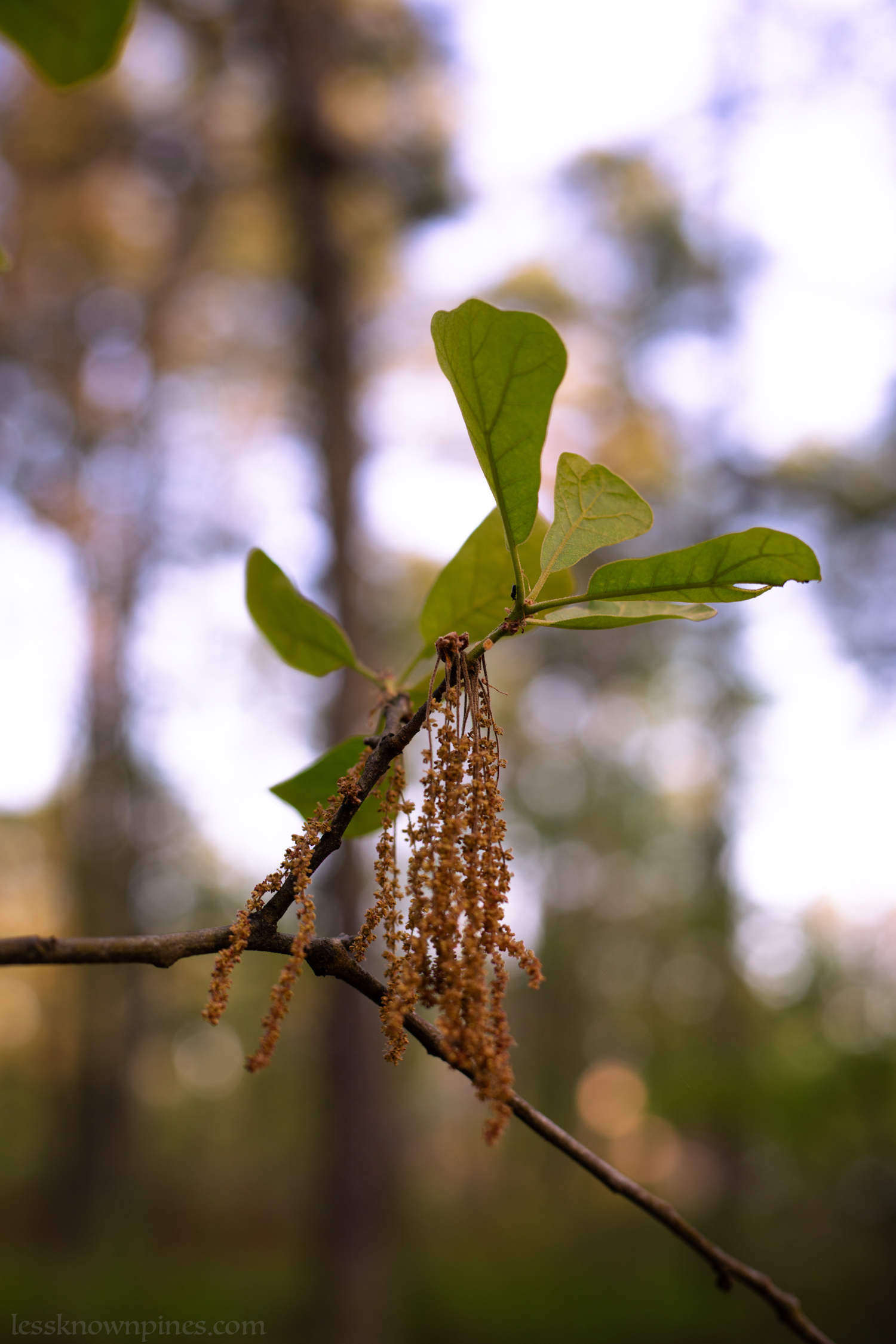 Scrub oak about to release pollen