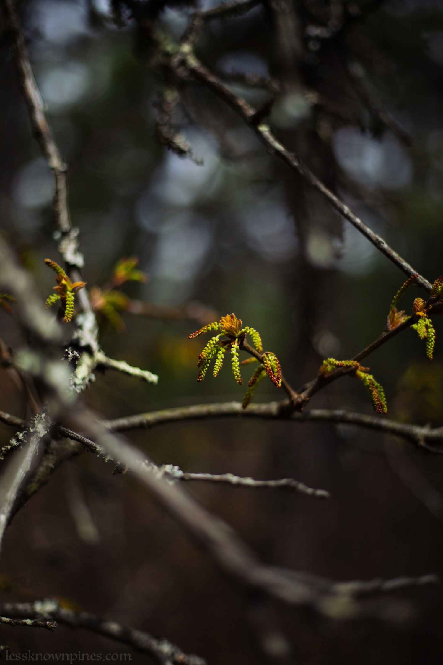 Oak at very beginning of bloom