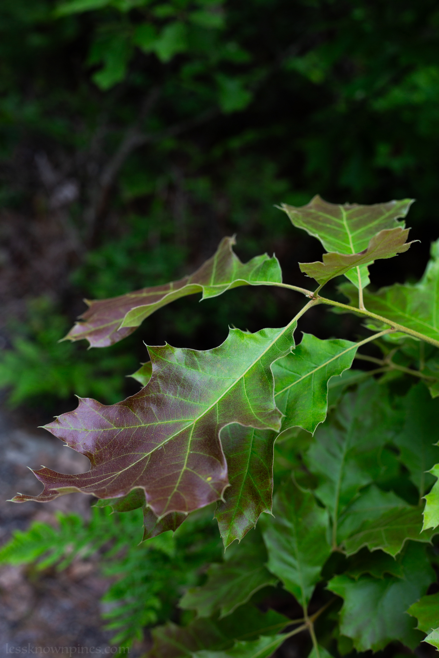 Oak leaf gradient
