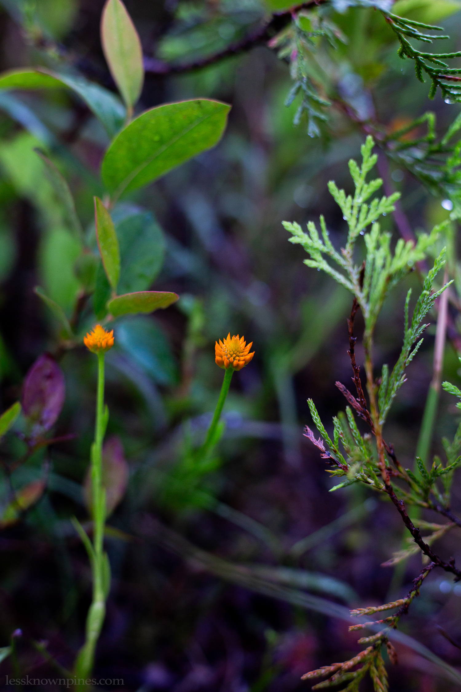 Orange milkwort lake spring bloom
