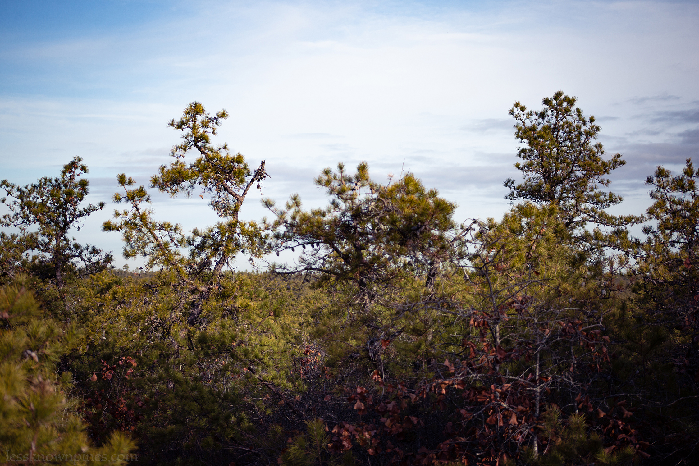 Peaking dwarf pine trees