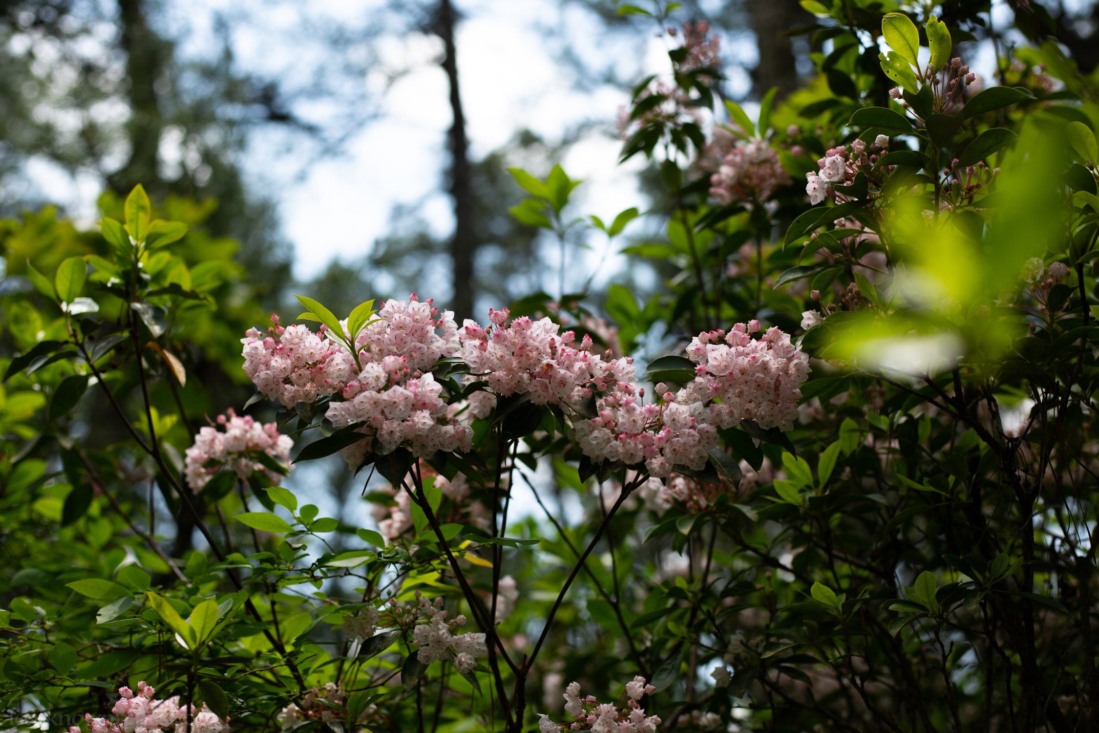 Pink cloud of pink mountain laurels