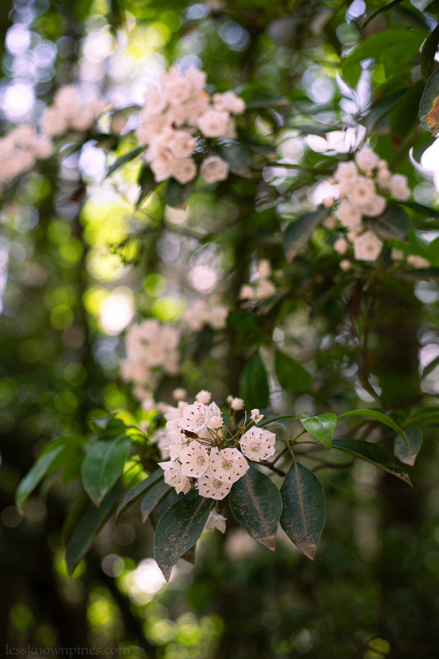 Pink mountain laurel cluster