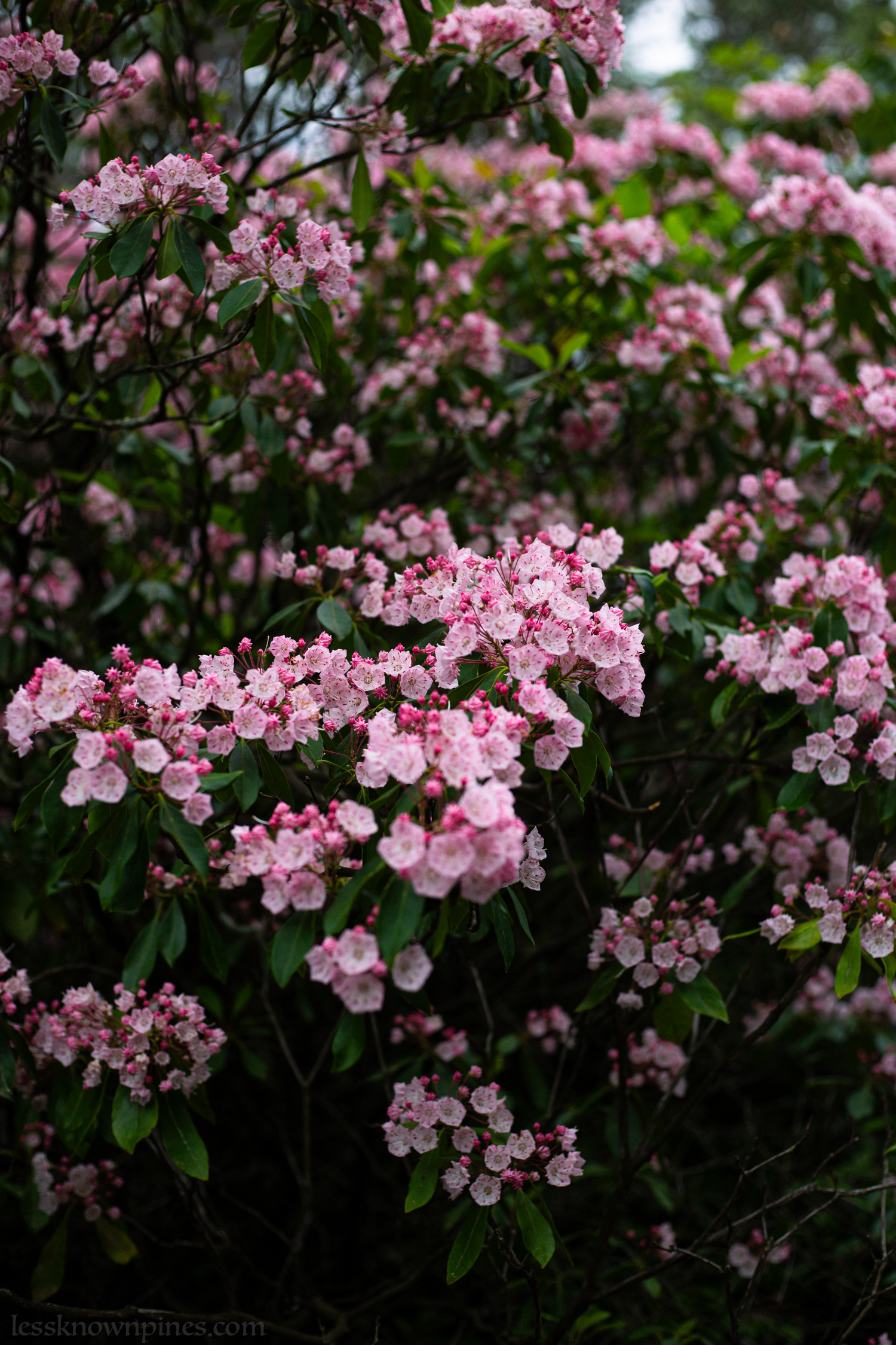 Pink mountain laurels upon many more