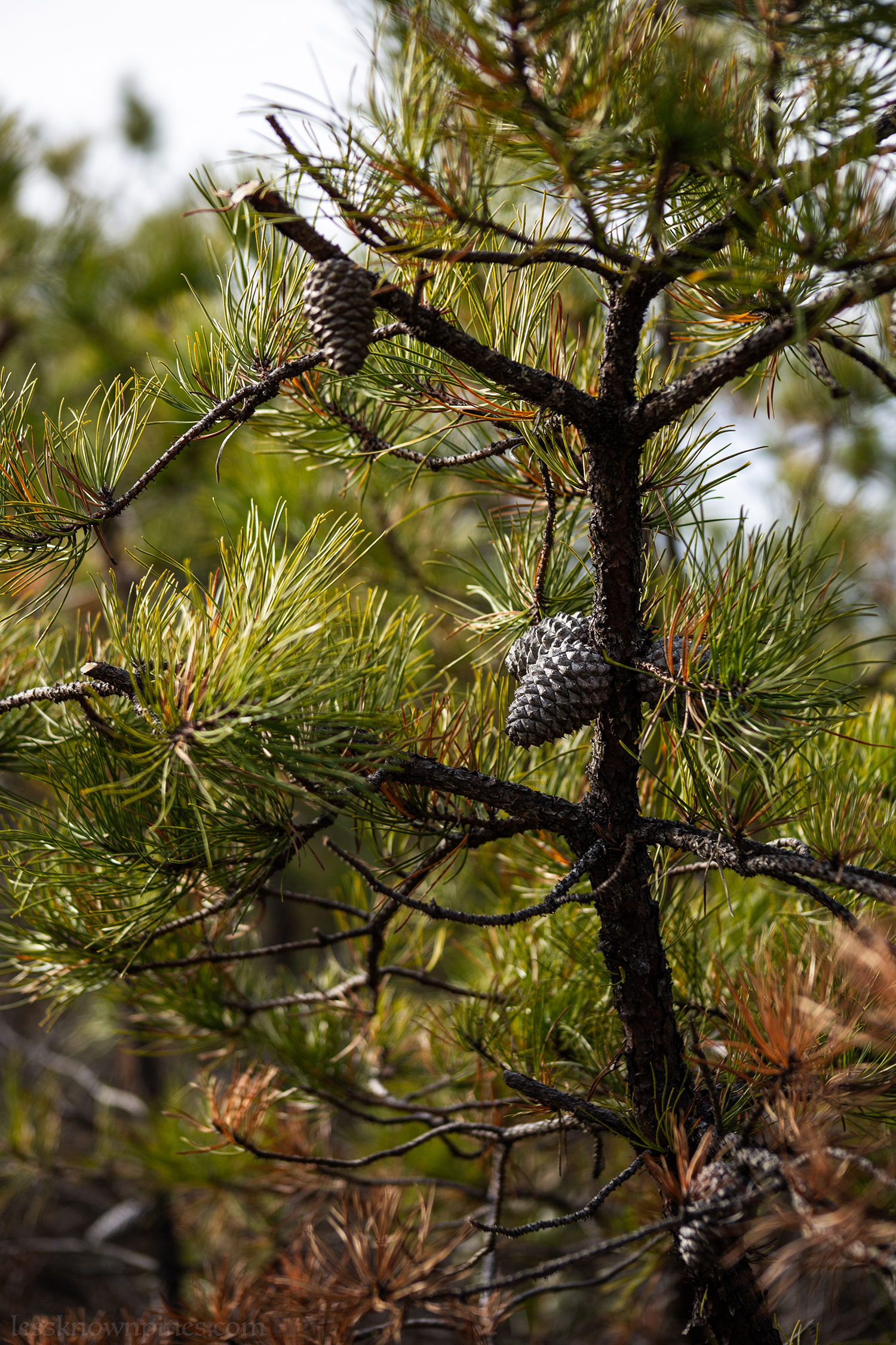 Pitch pine cone